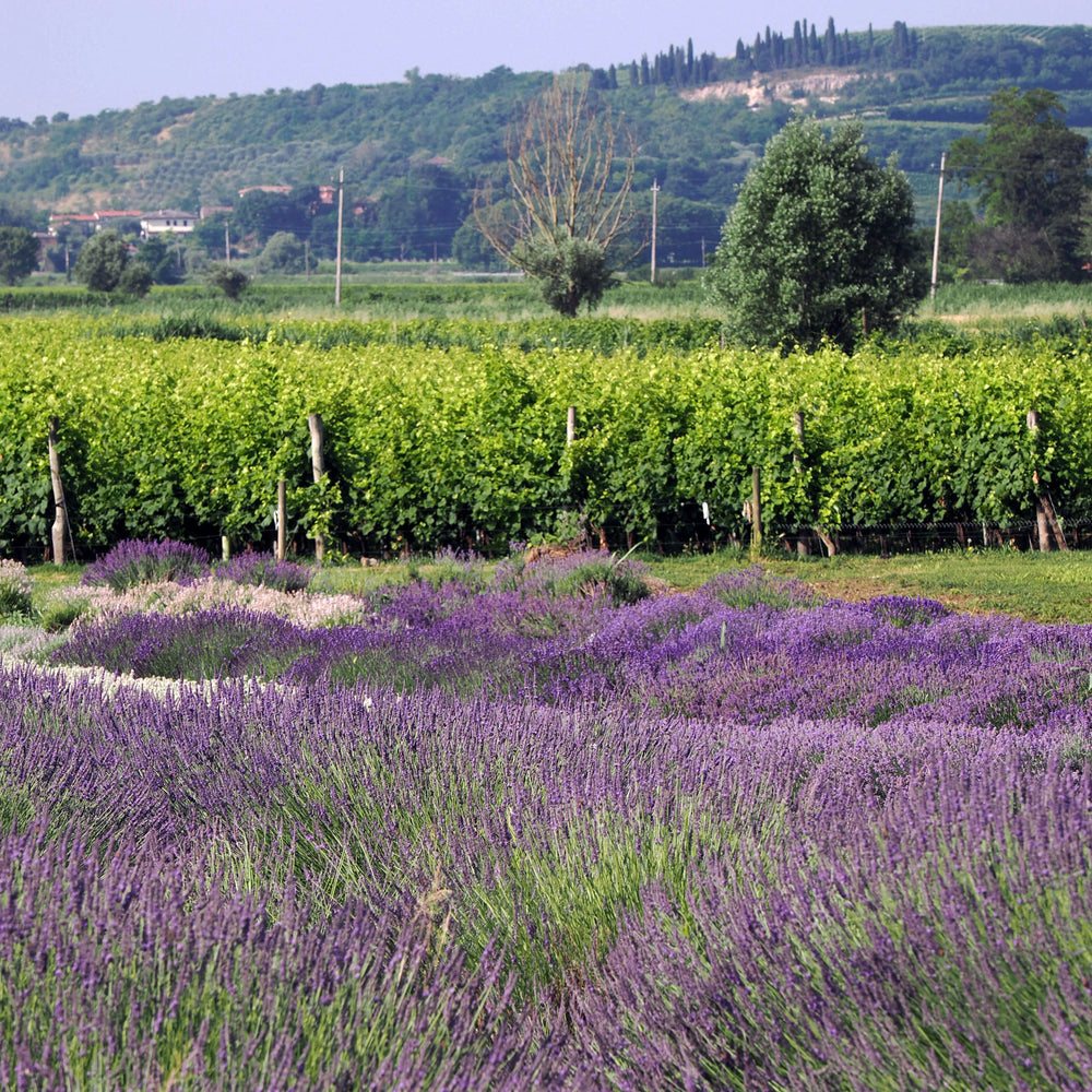 Maison Saint AIX Reuseable Cotton Tote Bag