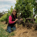 Prue Henschke manages vines organic and biodynamic practices - Kent Street Cellars
