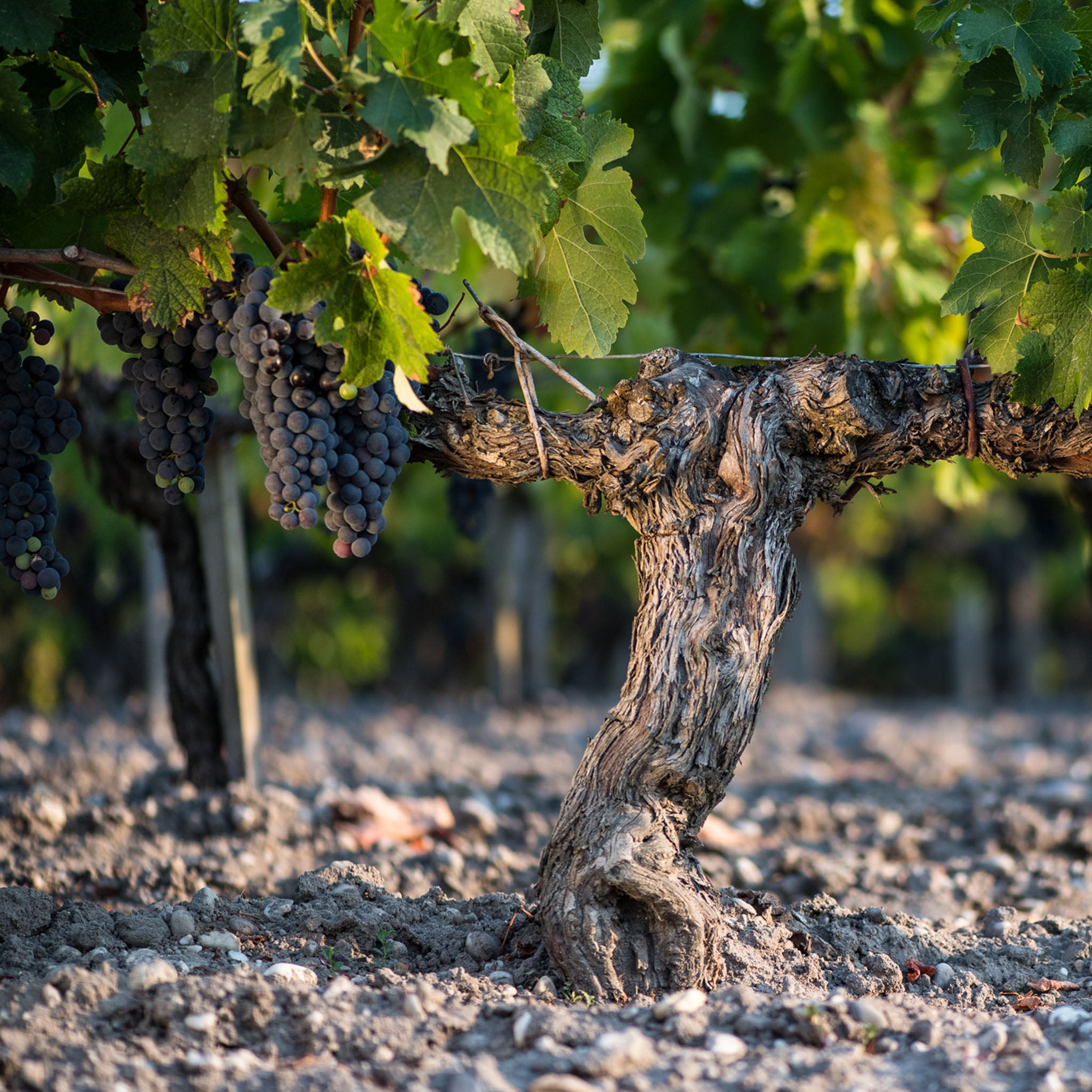 The Vineyard | Château Rauzan-Ségla 