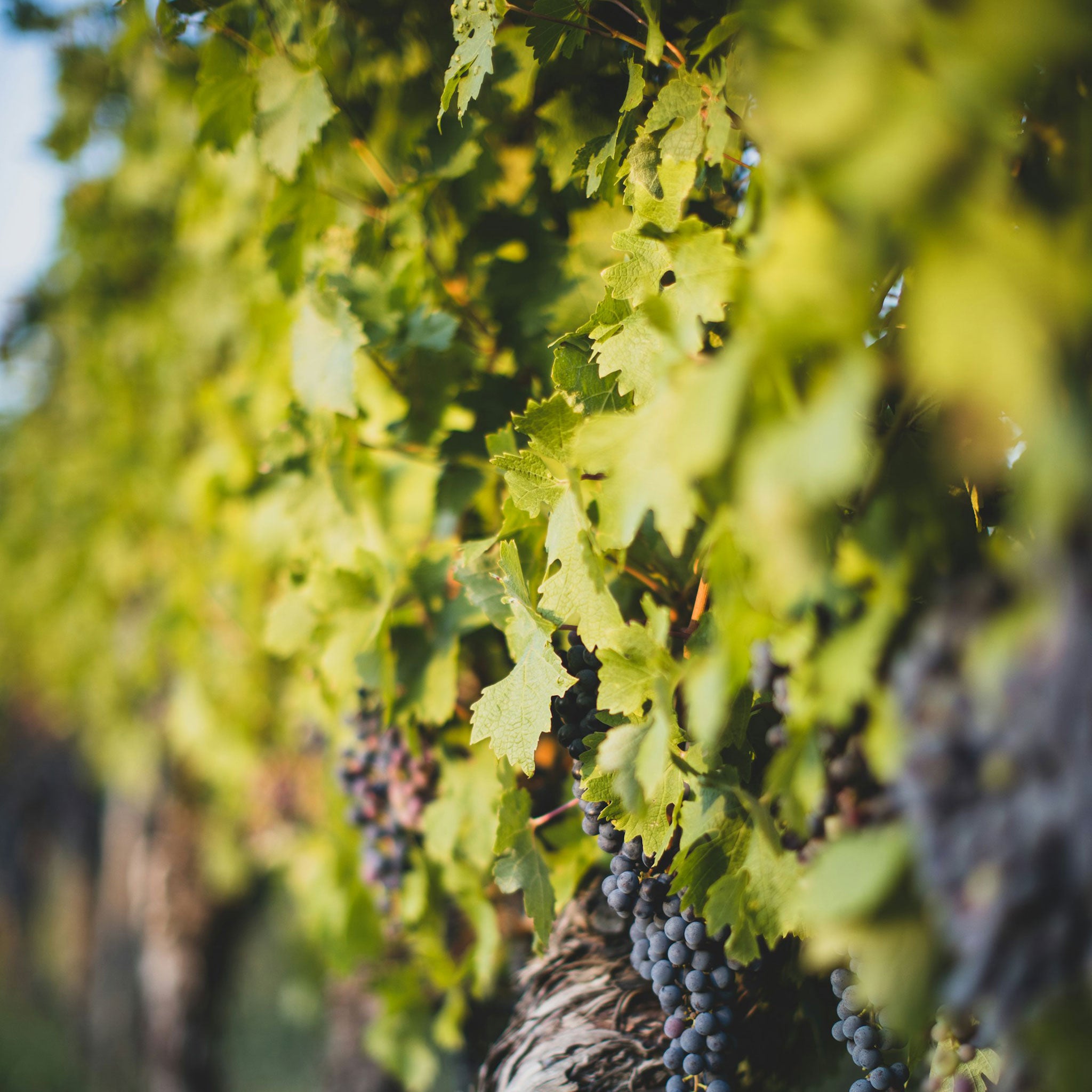 Rockford Moppa Springs Grenache Mataro Shiraz 2021