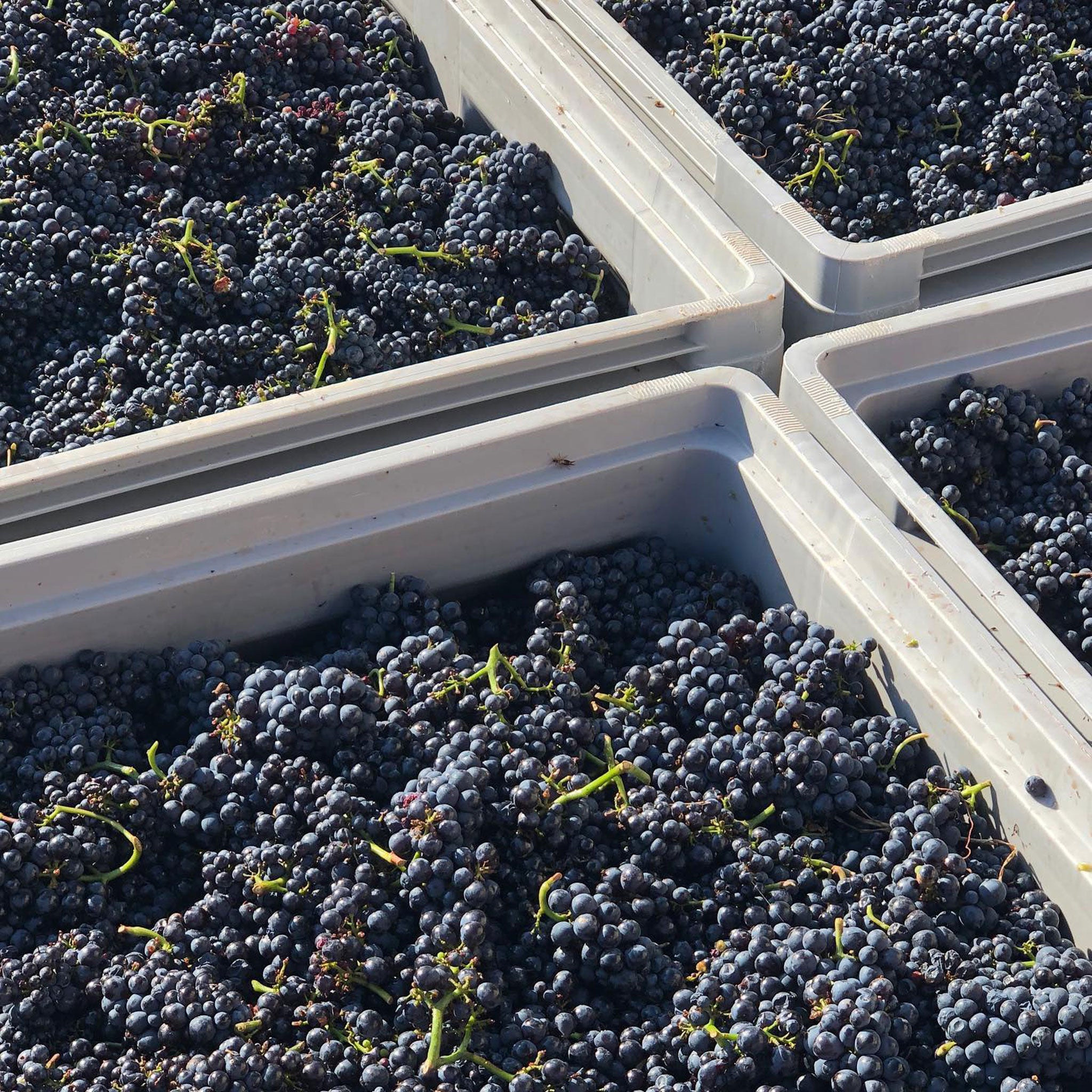 Domaine Lucien Muzard Bourgogne Rouge 2022