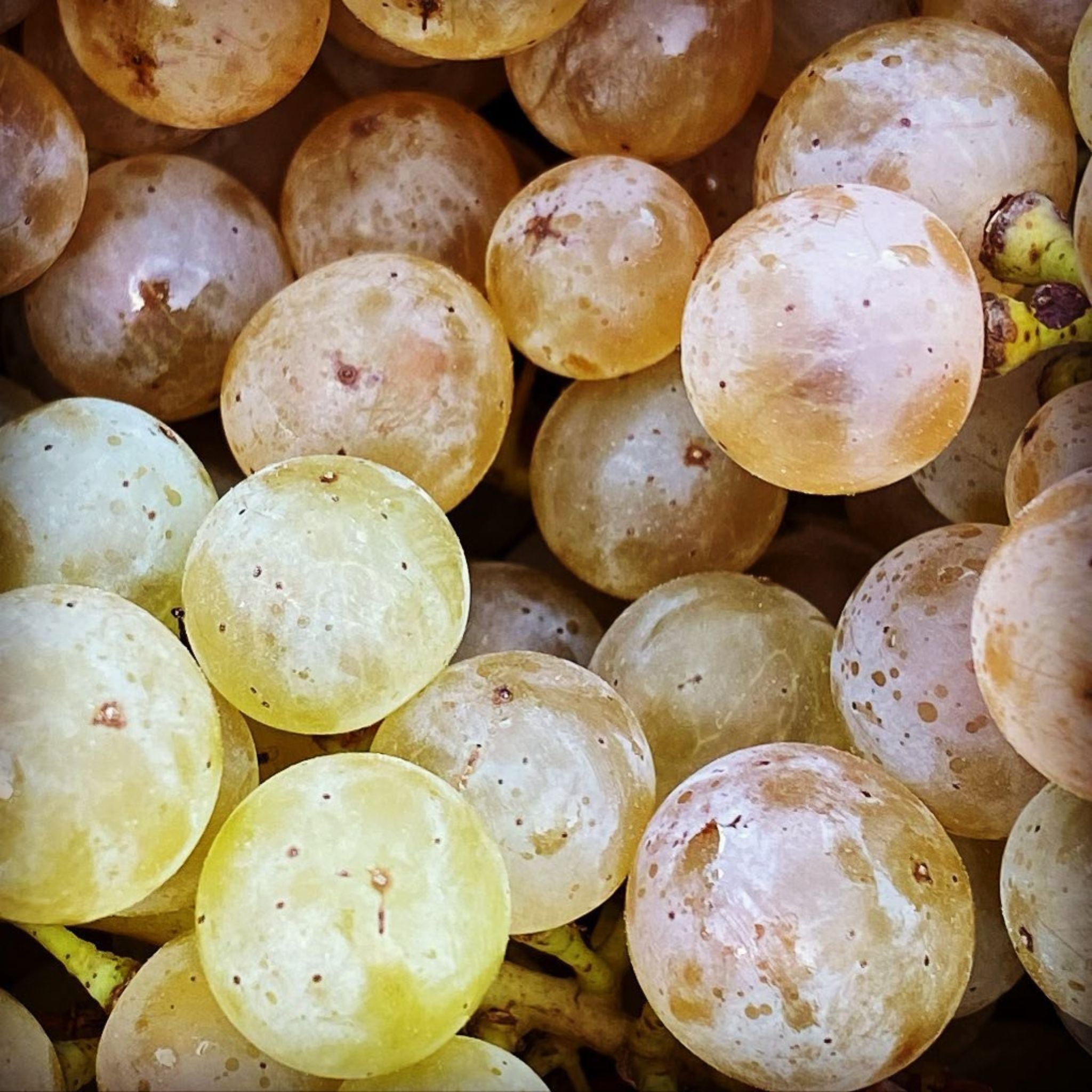 Domaine Weinbach Alsace Grand Cru Schlossberg Riesling 2022