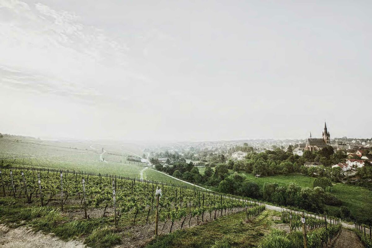 The Vineyard | Robert Weil