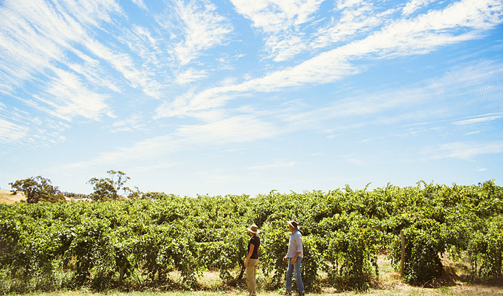 Pooley Pinot Grigio 2023 - Kent Street Cellars