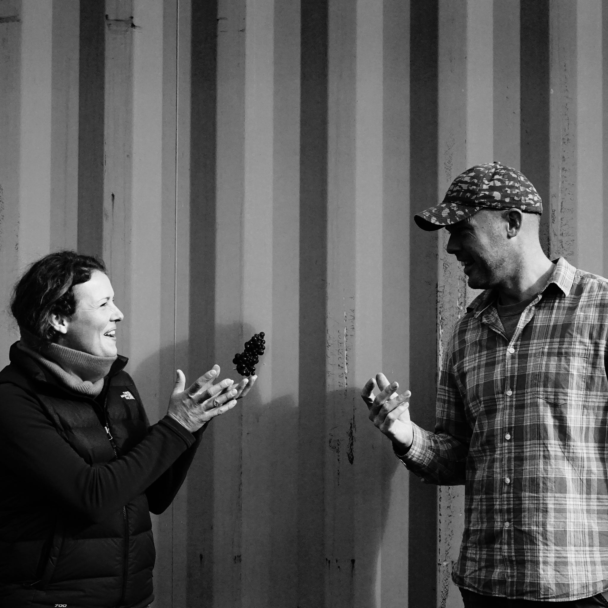 Sailor Seeks Horse Chardonnay 2024