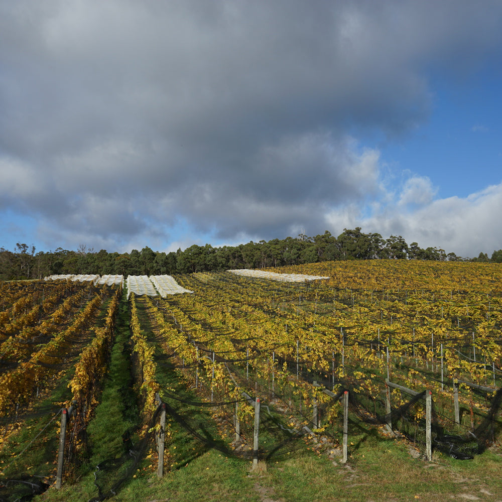 Sailor Seeks Horse Huldufolk Chardonnay 2022