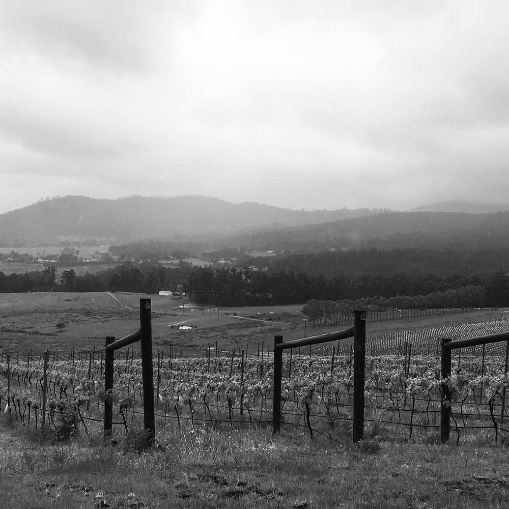 Sailor Seeks Horse Chardonnay 2023