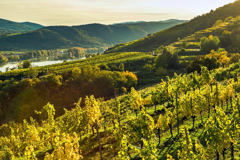 Salomon Undhof Riesling Kögl 1ÖTW Kremstal 2022 - Kent Street Cellars