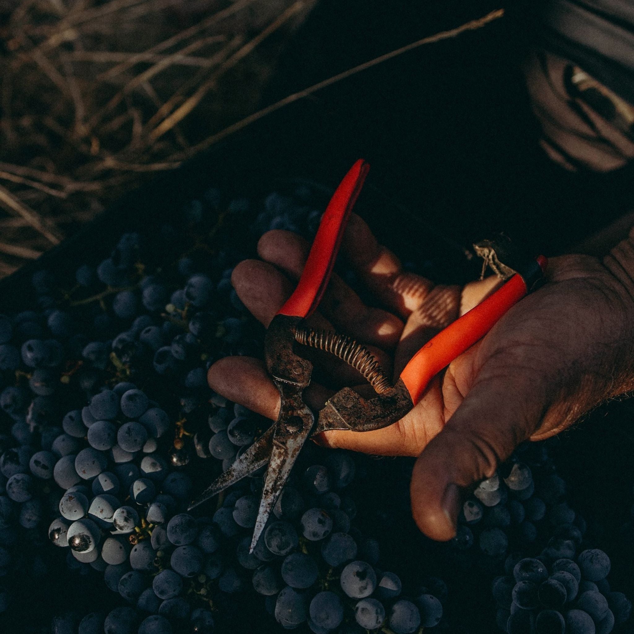 Pierro Fire Gully Shiraz 2022