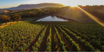 Giant Steps Sexton Vineyard Chardonnay 2021 - Kent Street Cellars
