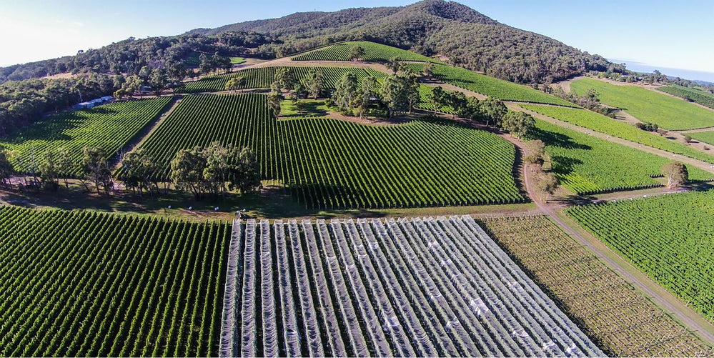 Giant Steps Sexton Vineyard Chardonnay 2021 - Kent Street Cellars