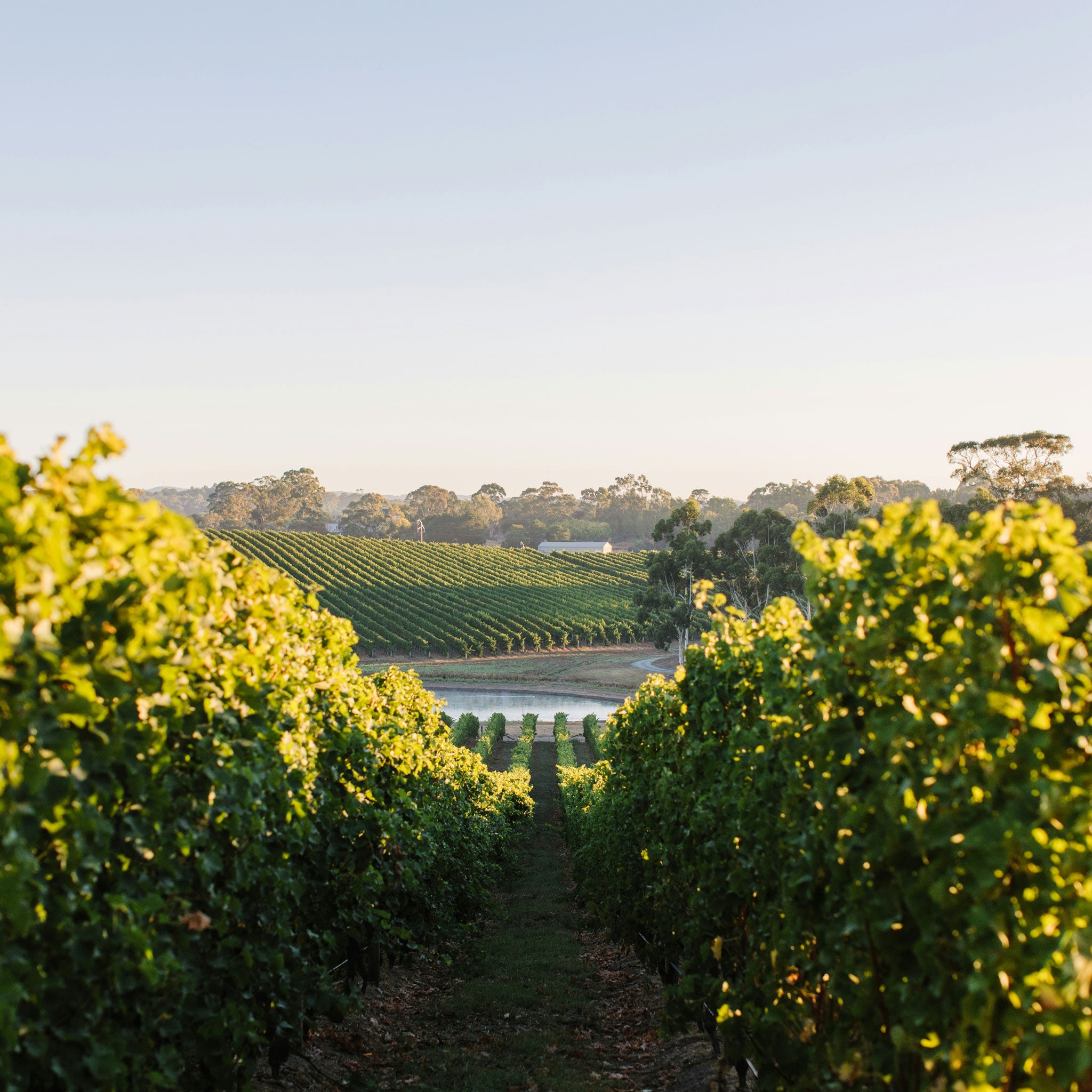 Shaw + Smith Sauvignon Blanc 2025