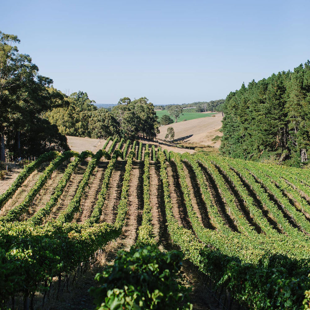 Shaw + Smith Lenswood Vineyard Chardonnay 2022