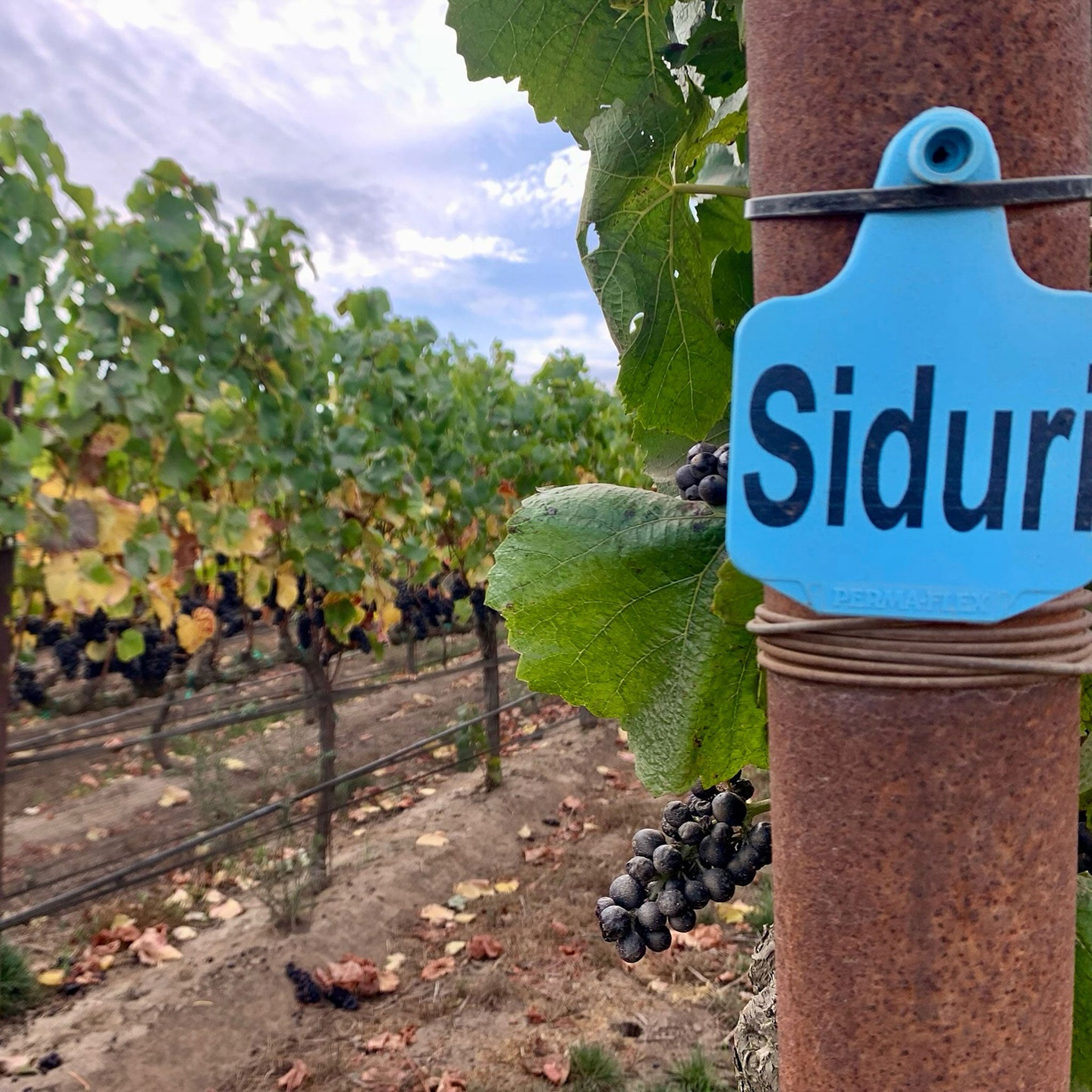 Siduri Russian River Pinot Noir 2021