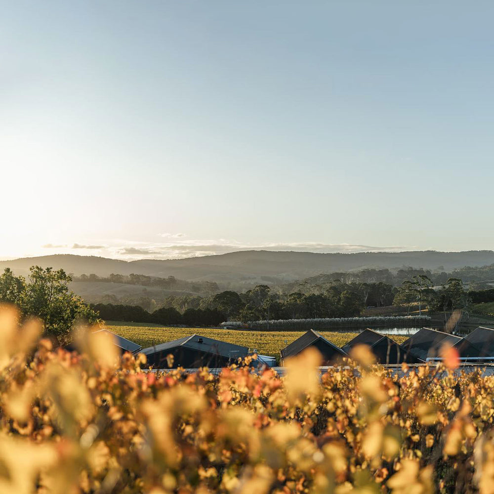 Shaw + Smith Lenswood Vineyard Chardonnay 2022