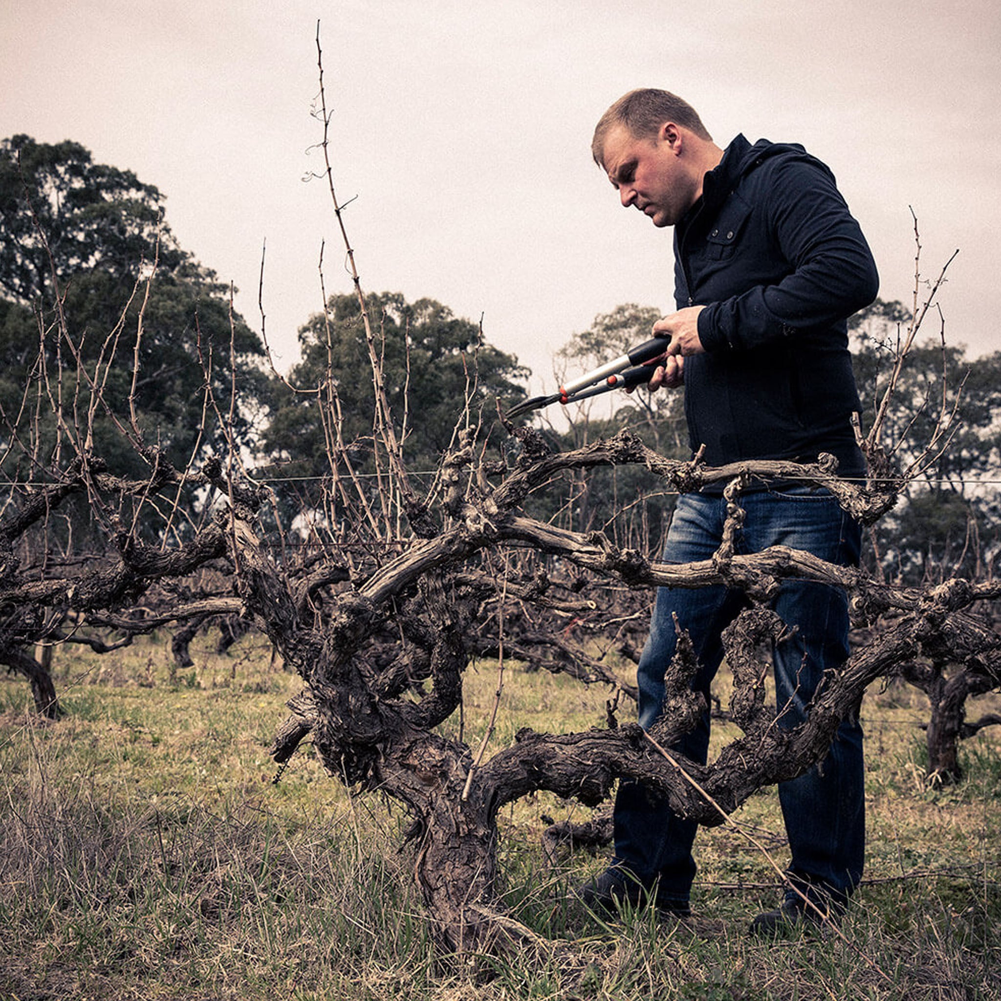 The Standish Shiraz 2015