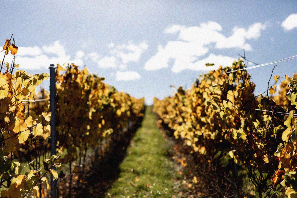 Stargazer Chardonnay 2022