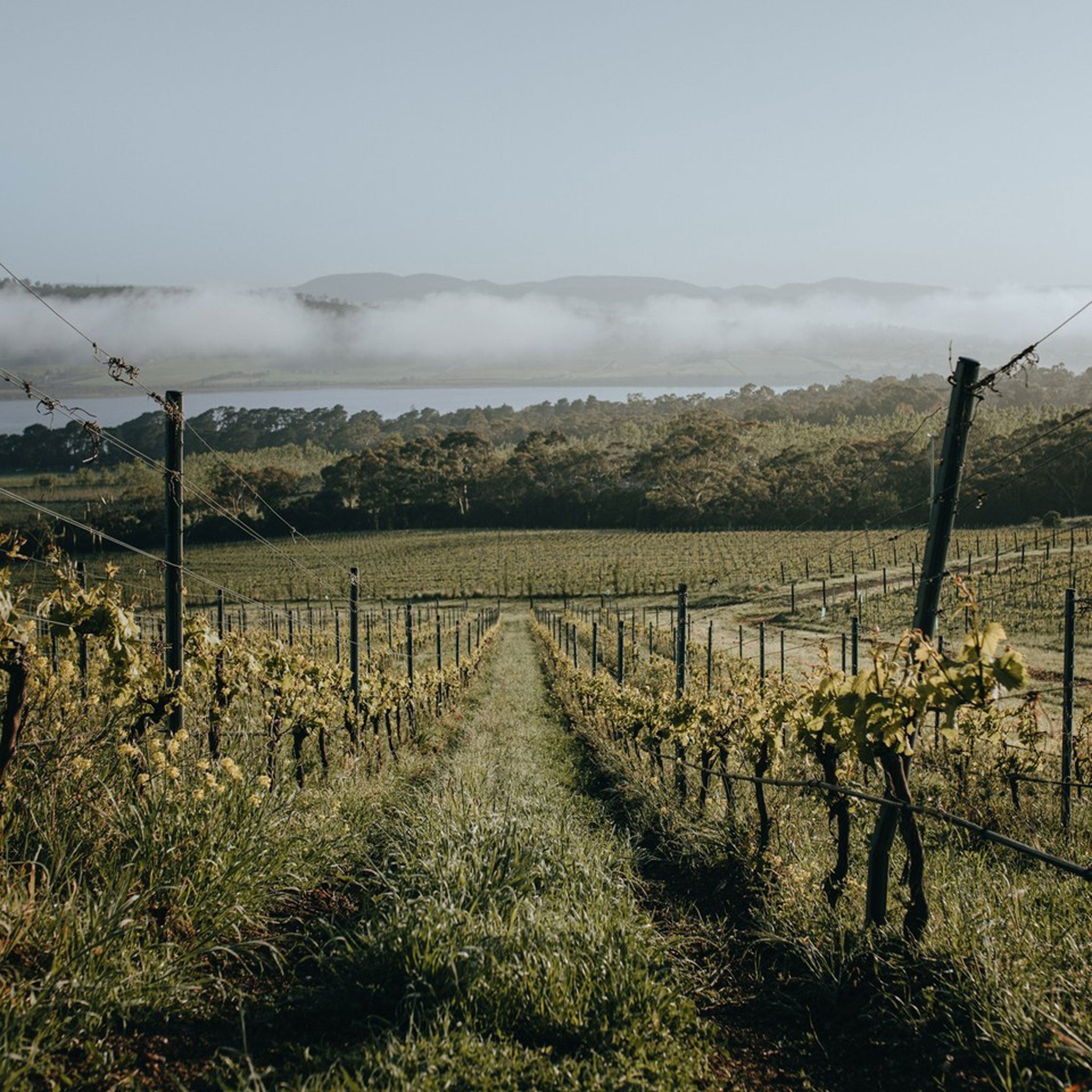 The Vineyard | Stefano Lubiana