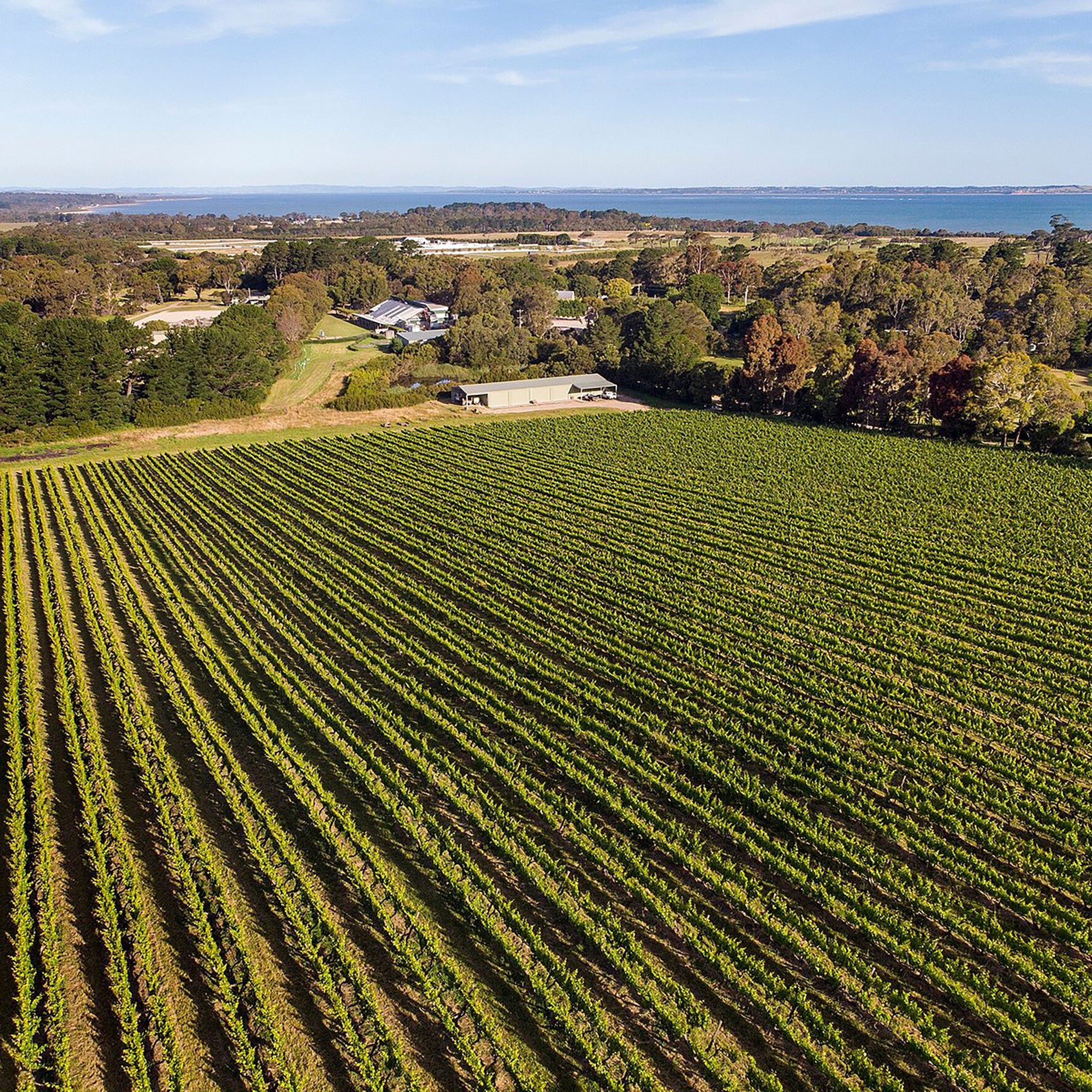 Stonier Pinot Noir 2025
