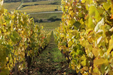 Sylvain Cathiard Bourgogne Rouge 2021 - Kent Street Cellars