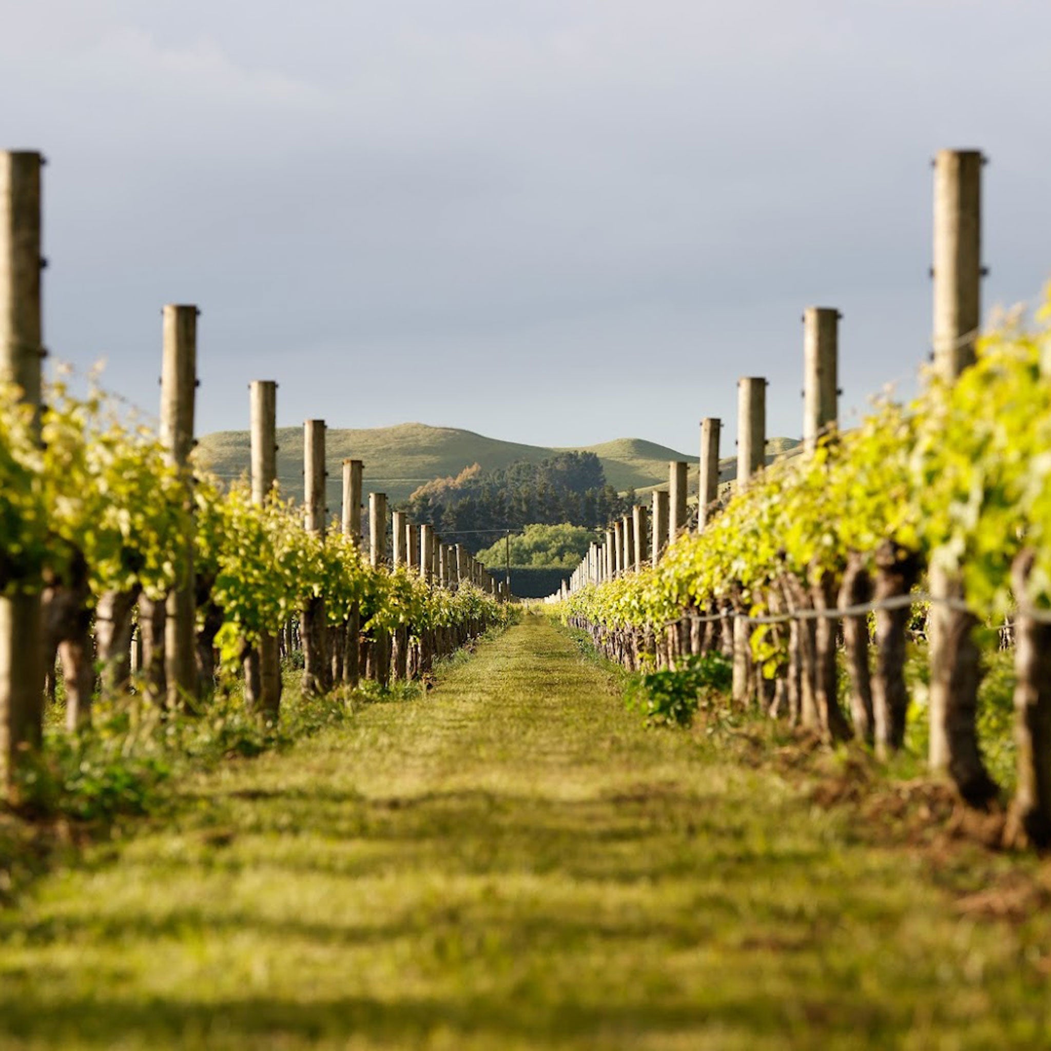 Te Mata Alma Pinot Noir 2021