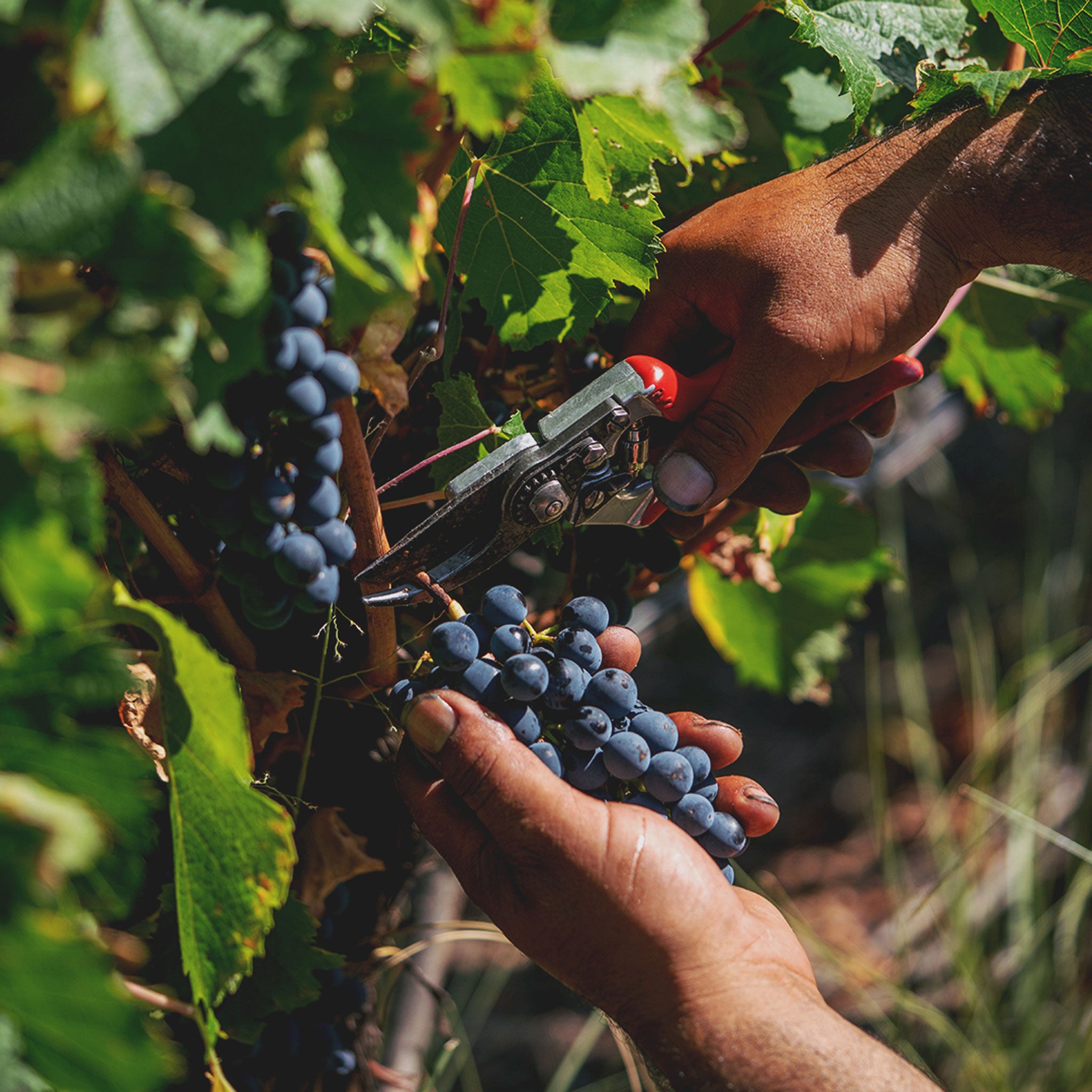 Terrazas Reserva Malbec 2023