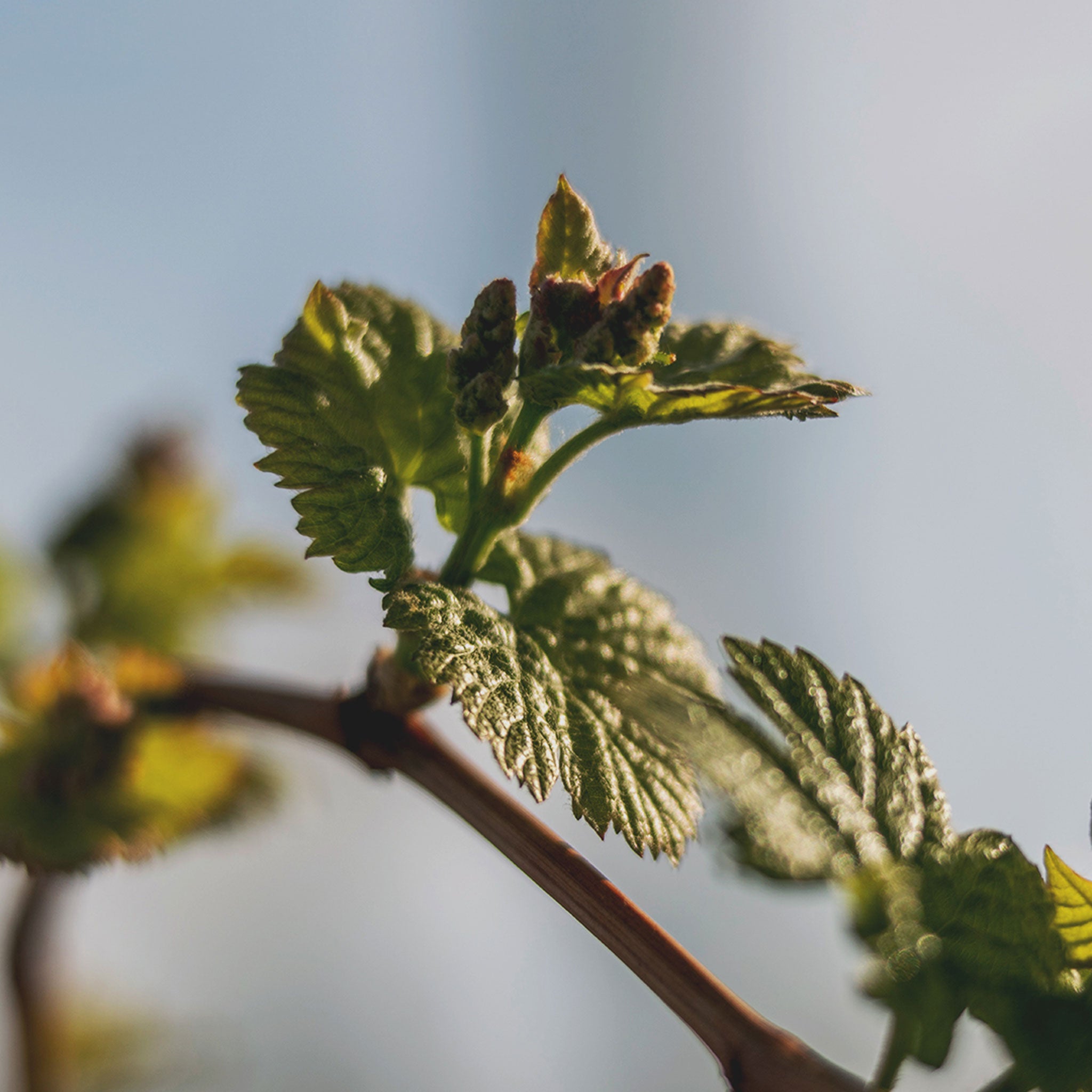 Terrazas Reserva Malbec 2023