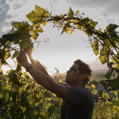 Thomas Bouley in Vineyard - Kent Street Cellars