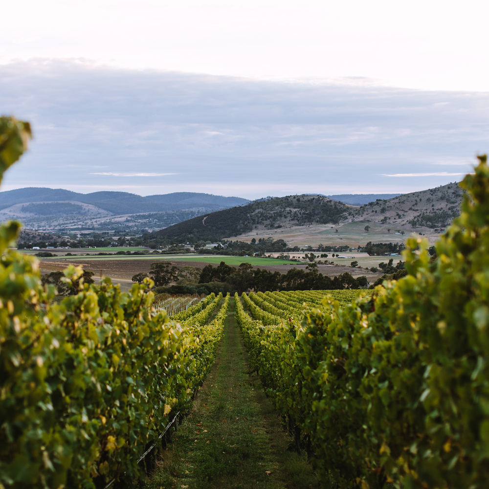 Tolpuddle Pinot Noir 2022