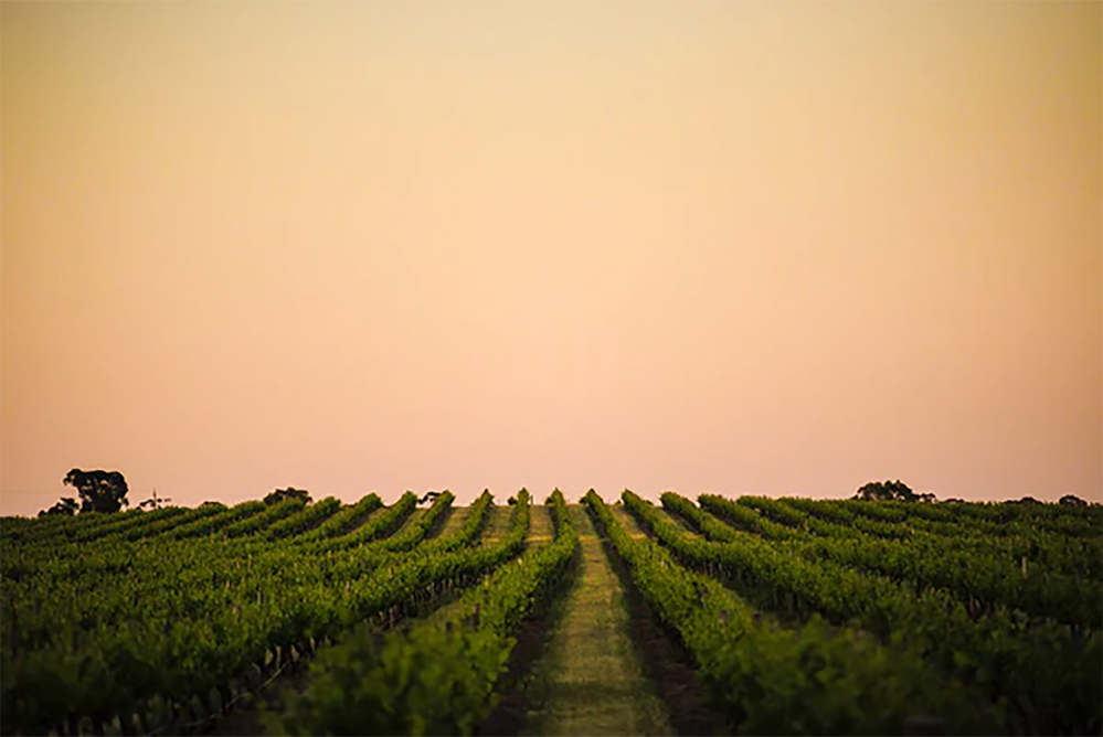 Torbreck Les Amis Grenache 2017 - Kent Street Cellars