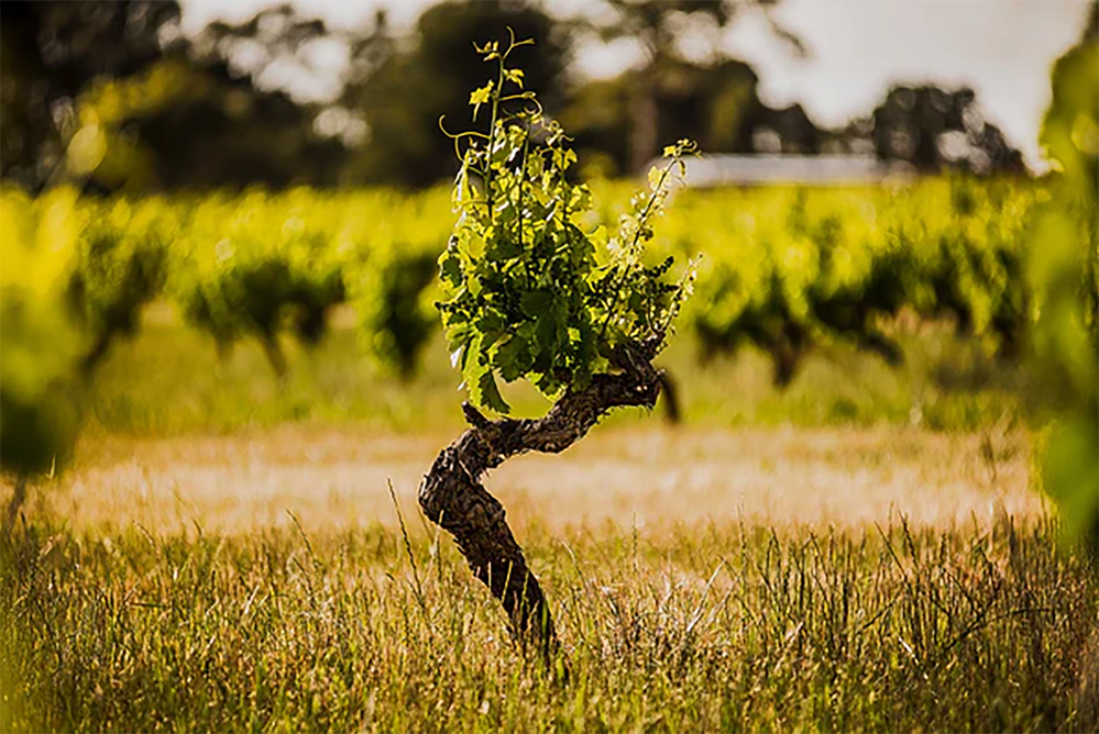 Torbreck Les Amis Grenache 2020