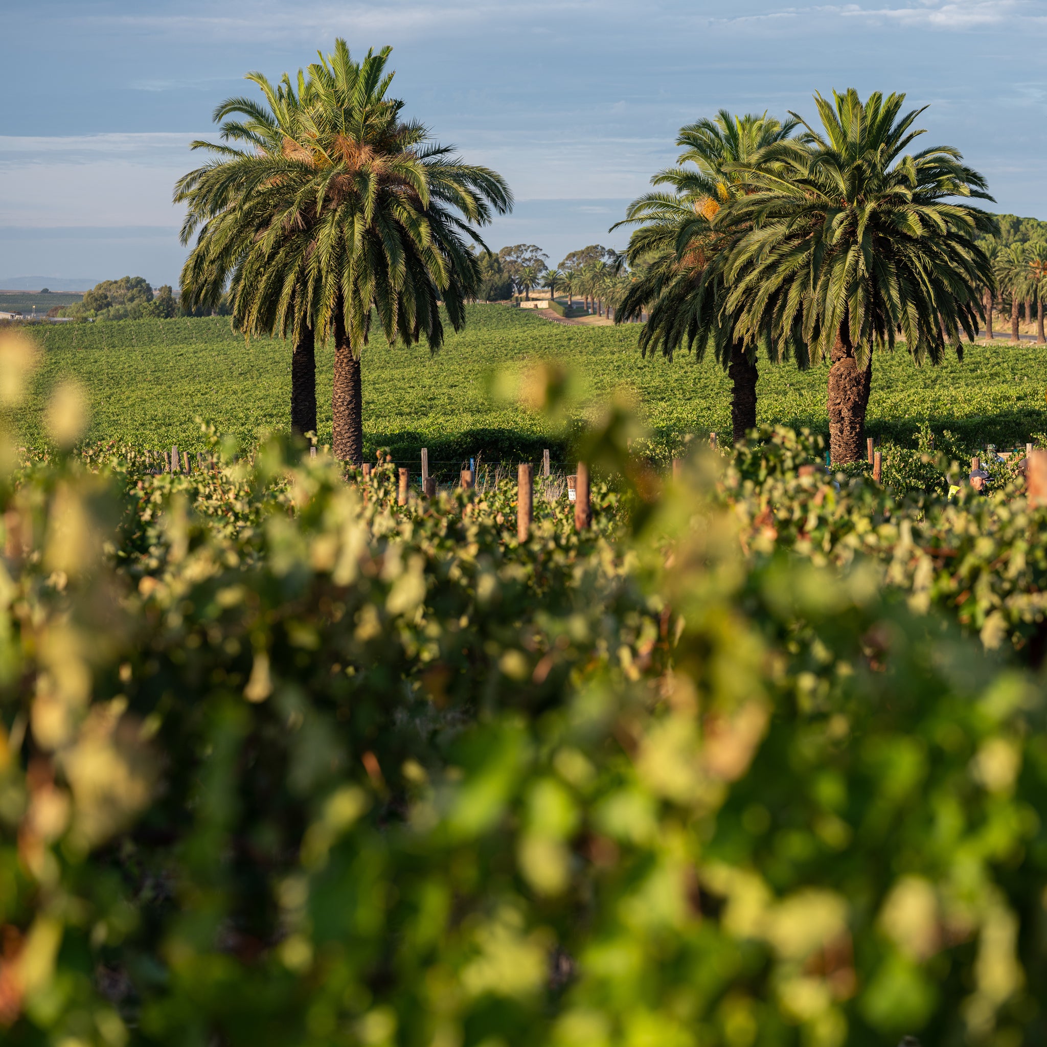 Torbreck Runrig Shiraz Viognier 2021