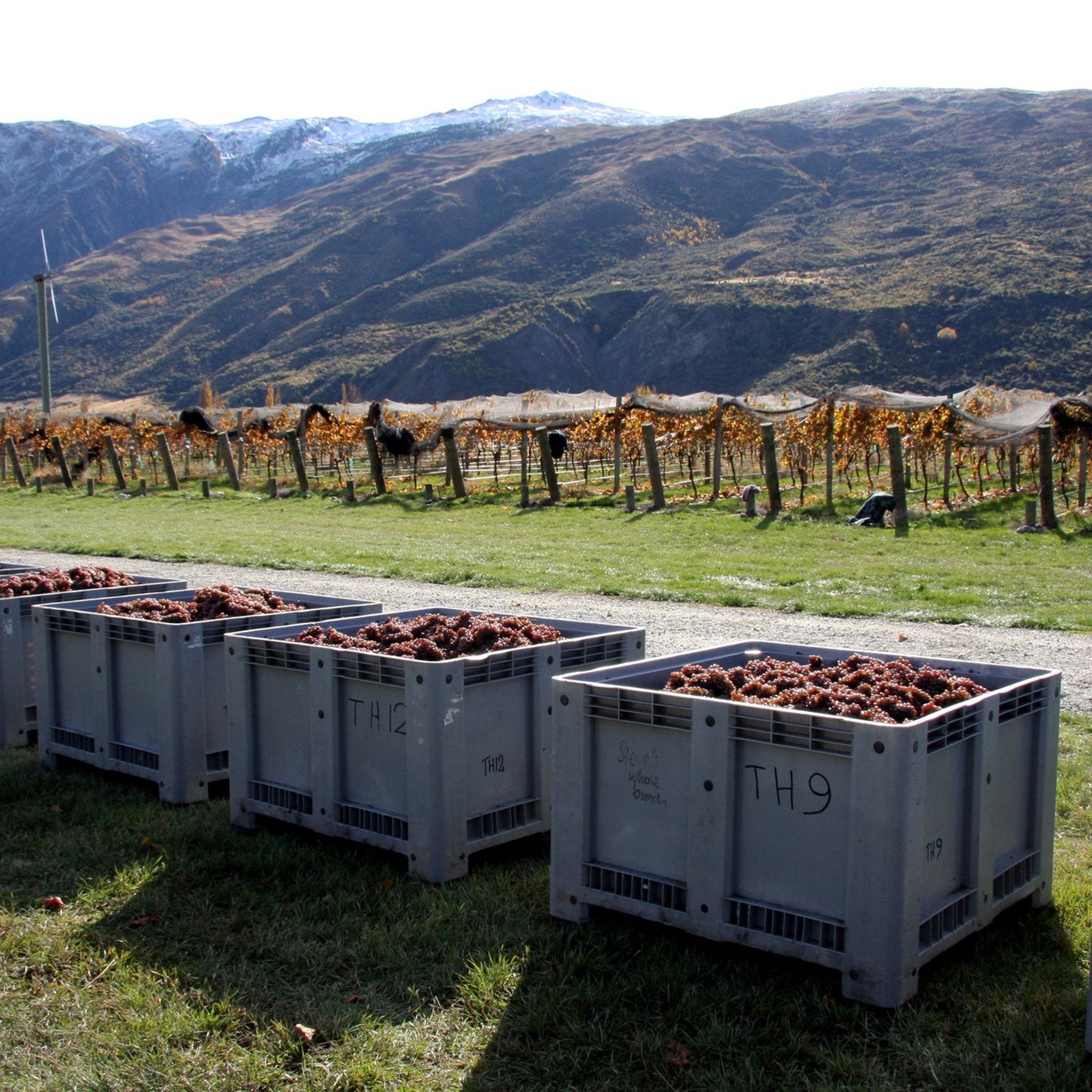 Valli Bannockburn Vineyard Pinot Noir 2022