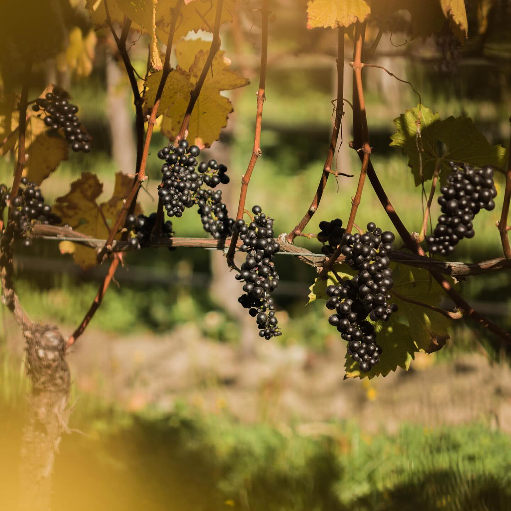 Valli Bendigo Vineyard Pinot Noir 2022