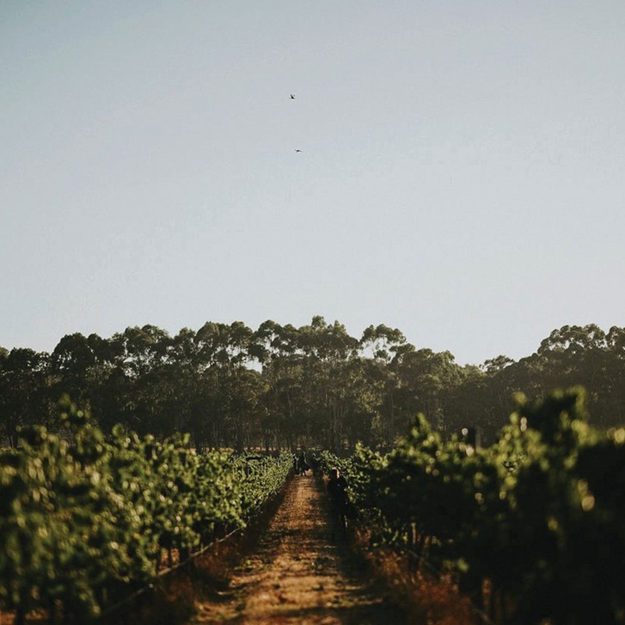 The Vineyard | VF Filius Chard