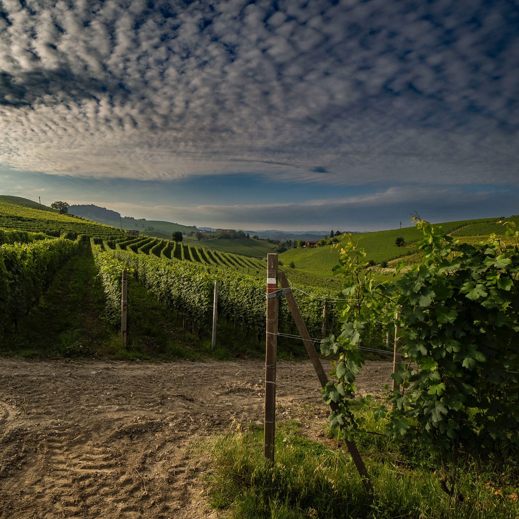 Vietti Barolo 2021 1.5L