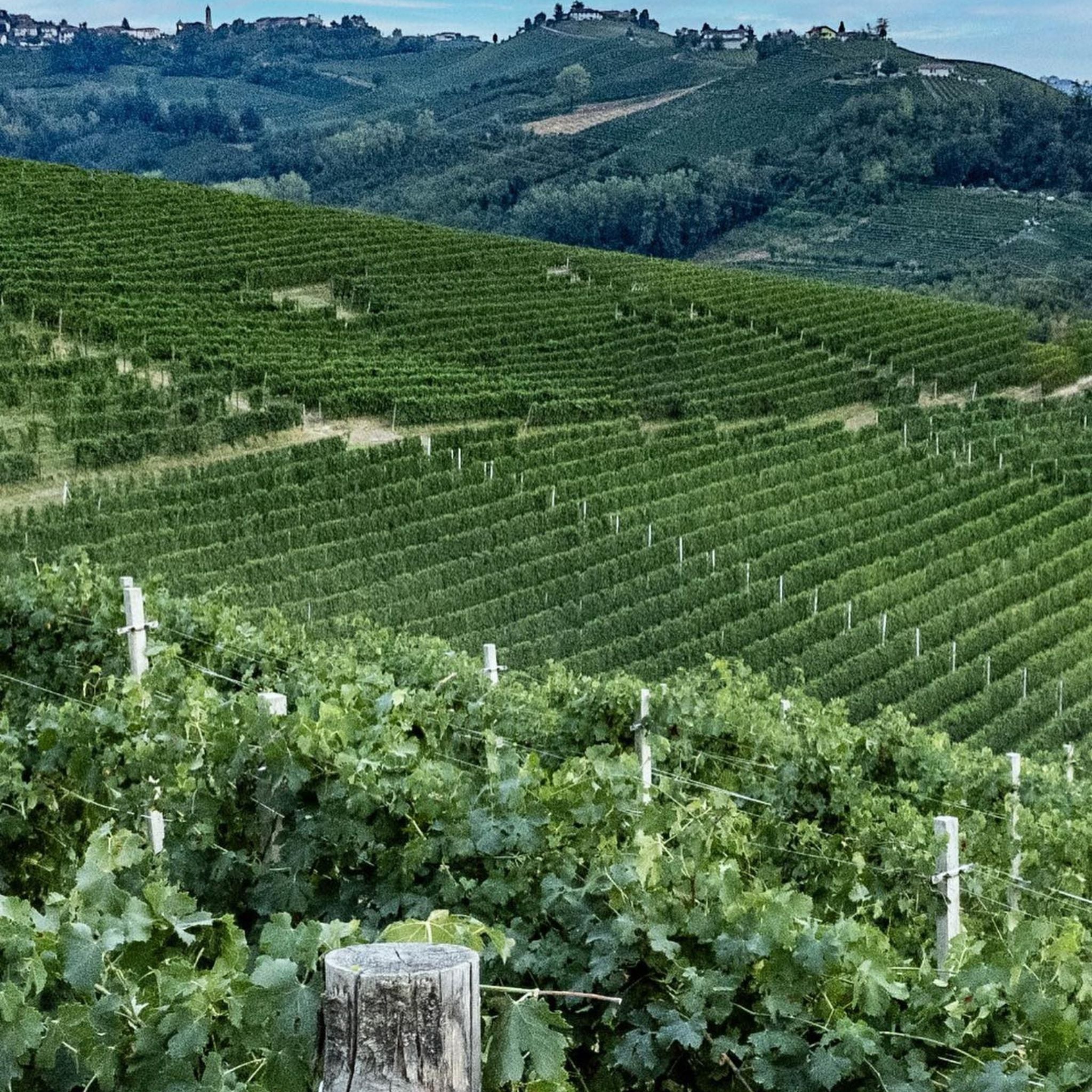 Vietti Barolo Cerequio La Morra 2020