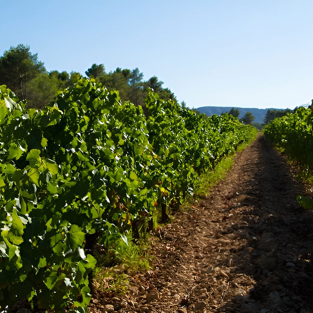 Mas de Longchamp Bouches du Rhone Rose 2022 - Kent Street Cellars