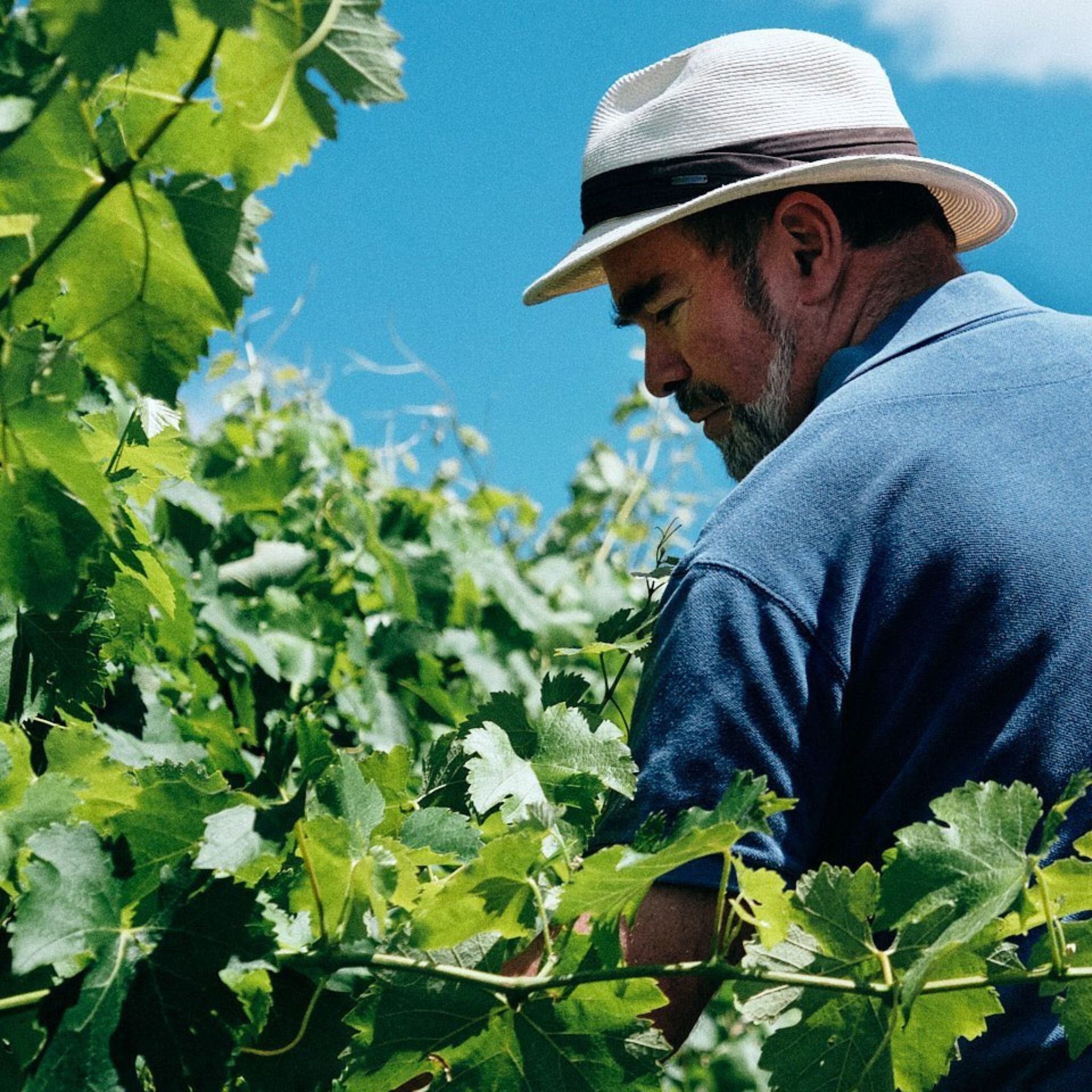 The Vineyard | Clonakilla Shiraz Viognier 2023