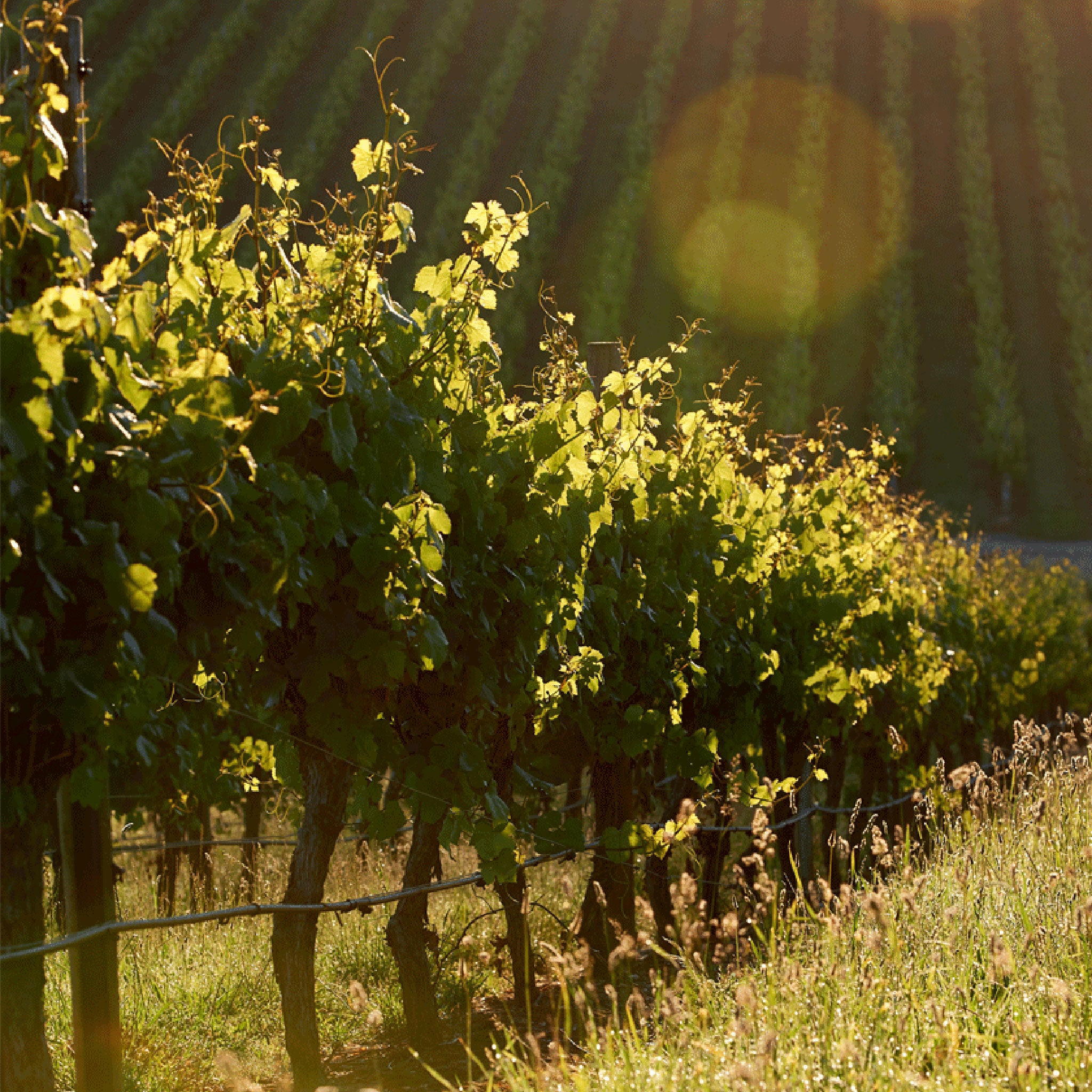 The Vineyard | Penfolds