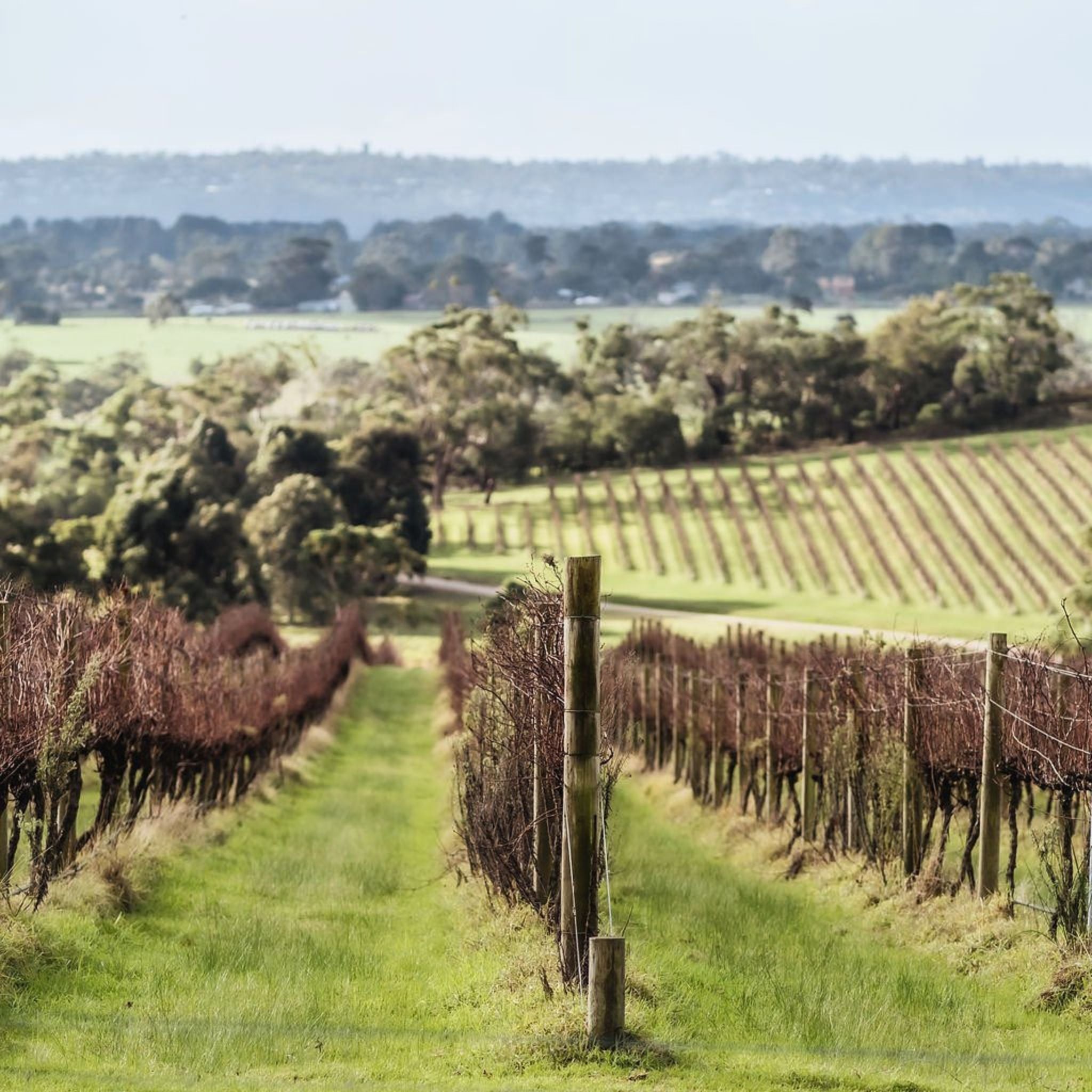Red Claw Pinot Noir 2024