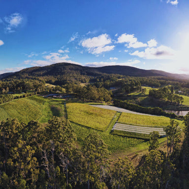 Mewstone Vineyard Panorama - Kent Street Cellars