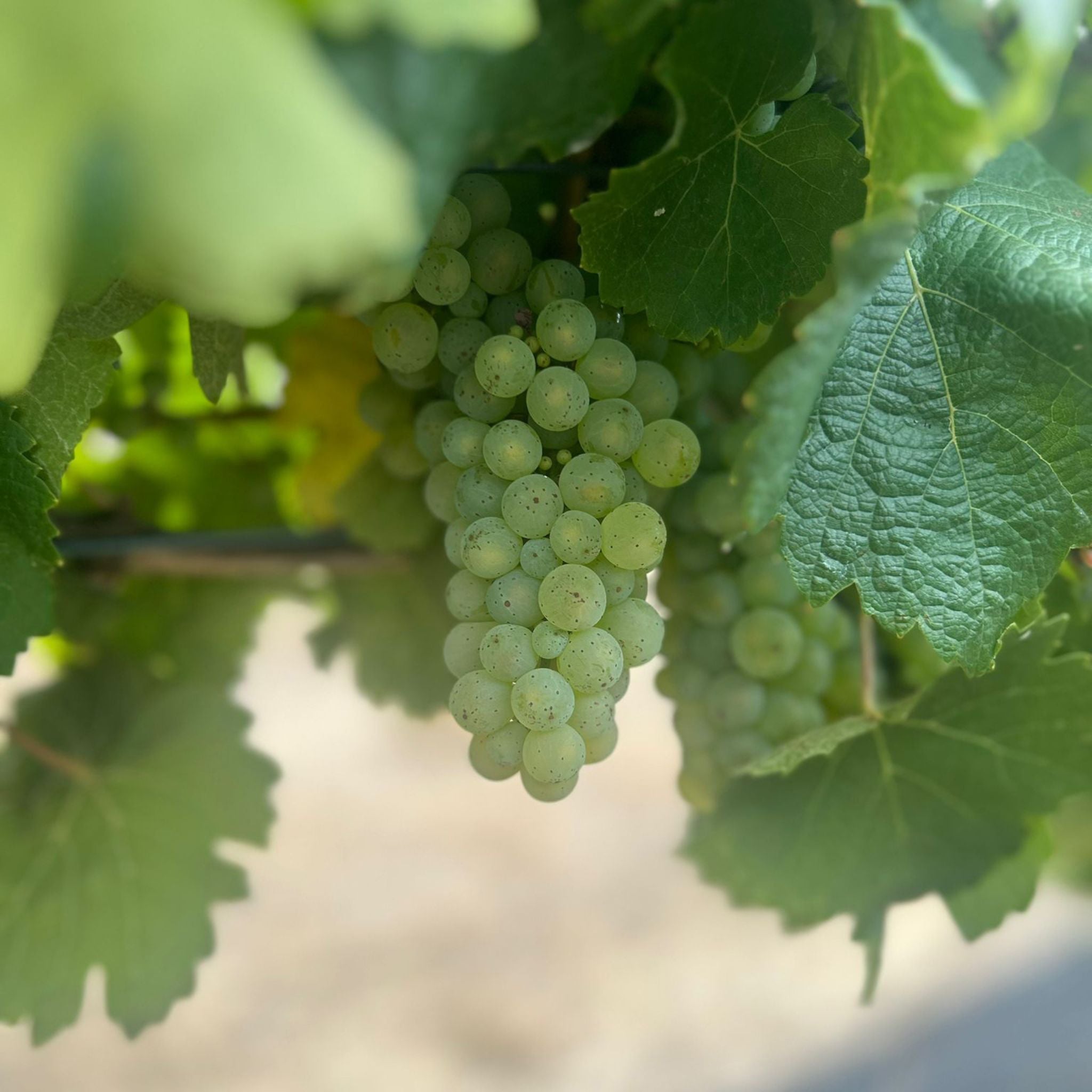 The Vineyard | Henschke 2024 Eden Valley Rieslings
