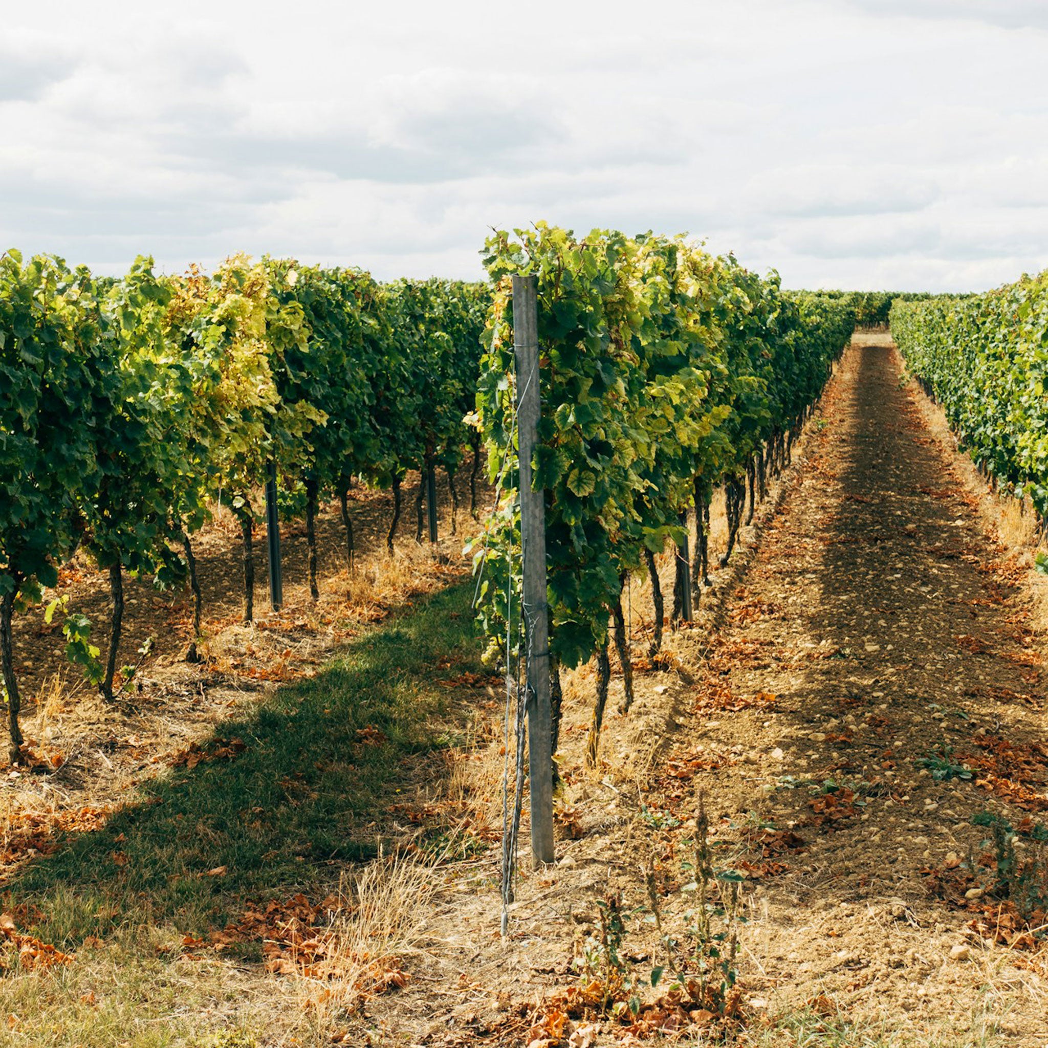 Wendouree Cabernet Sauvignon 2016