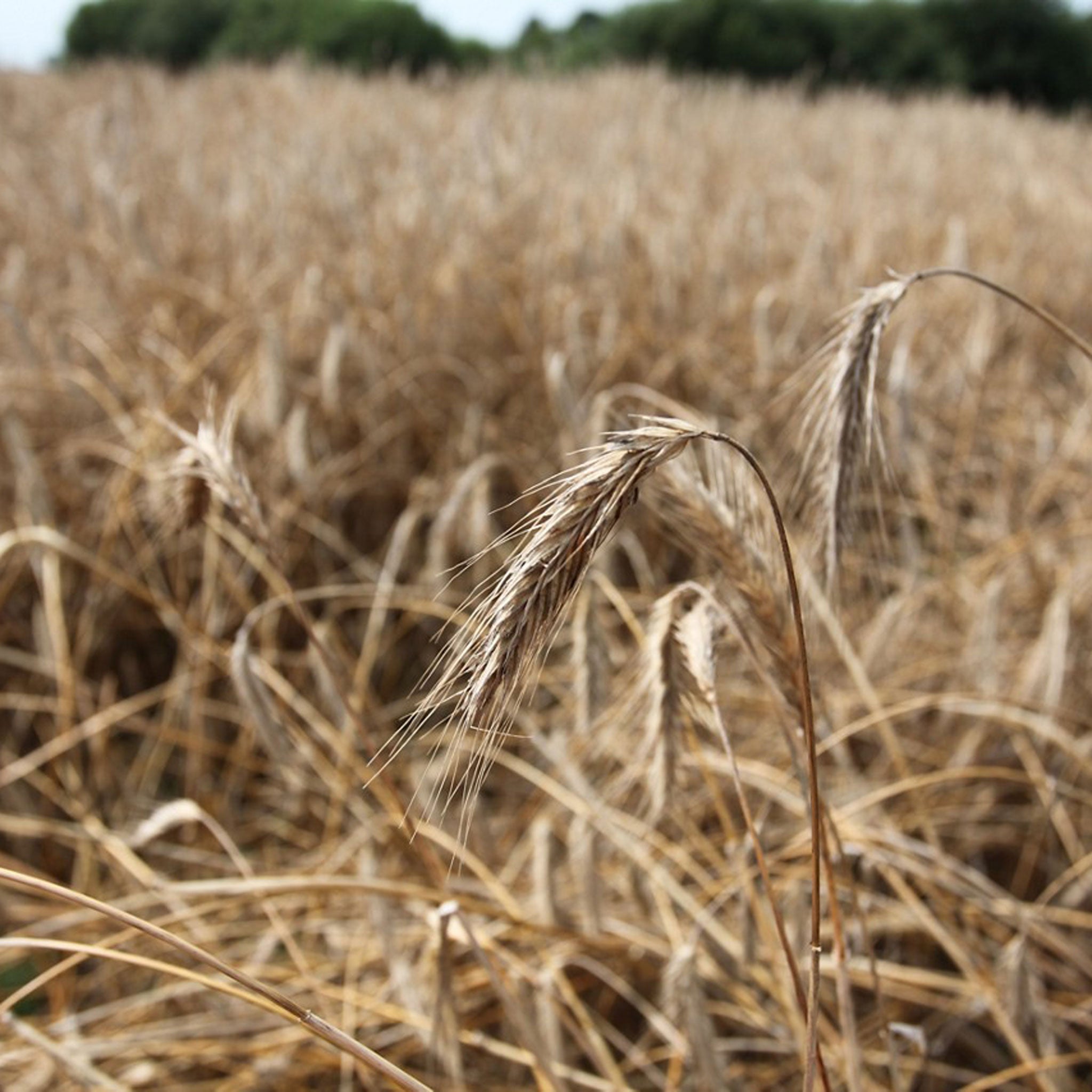 Belvedere Vodka & Bar Spoon 700ml