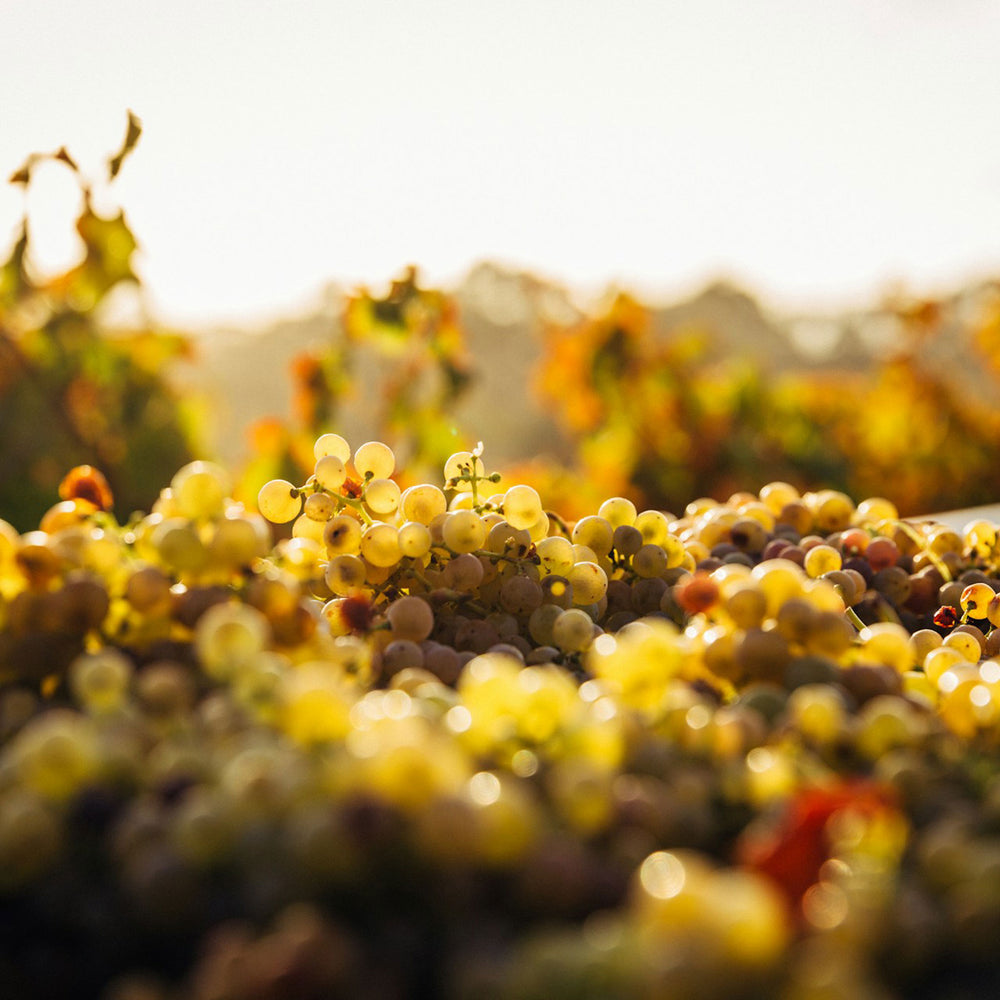 Rockford Local Growers Semillon 2022 - Kent Street Cellars