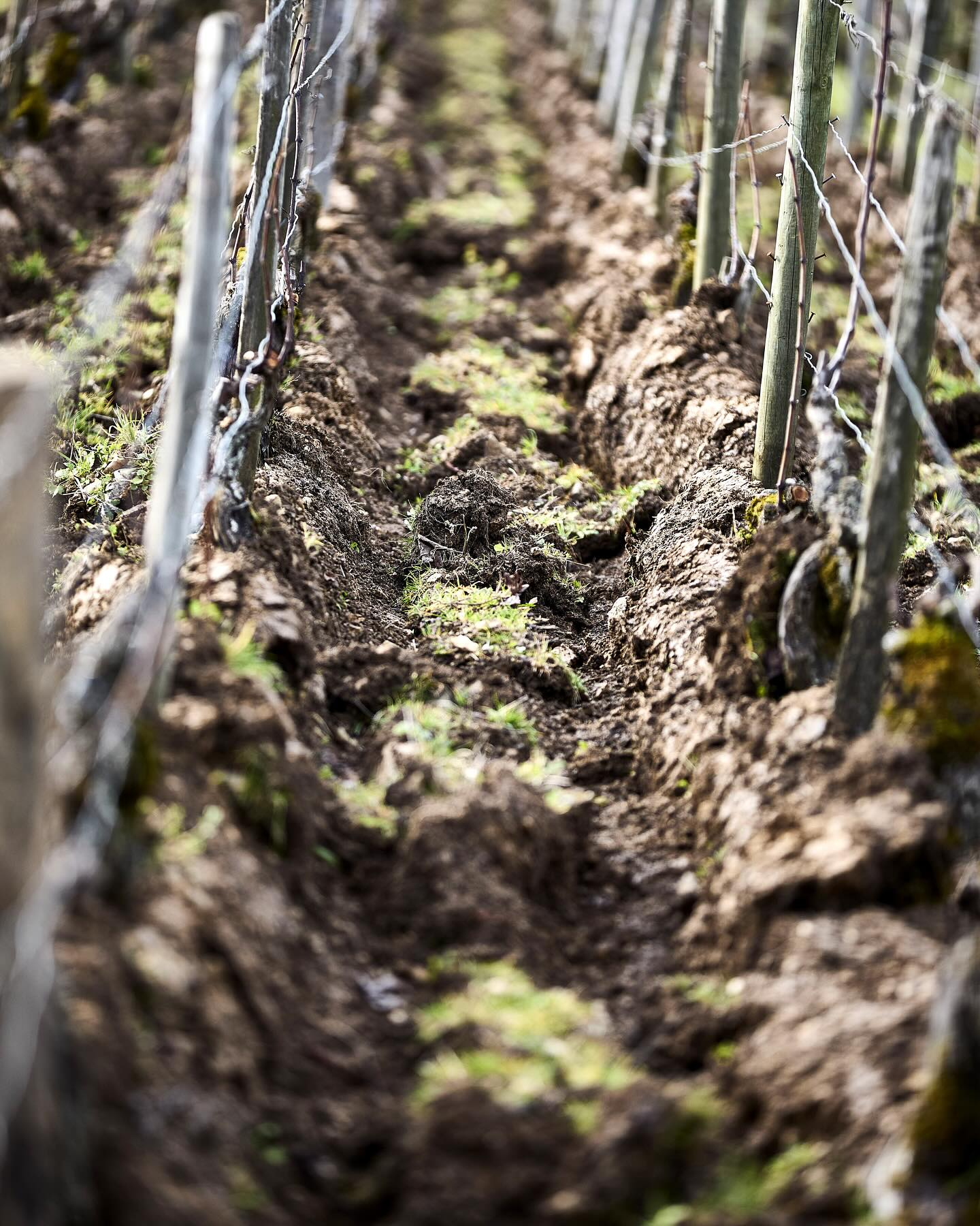 The Vineyard | William Fevre