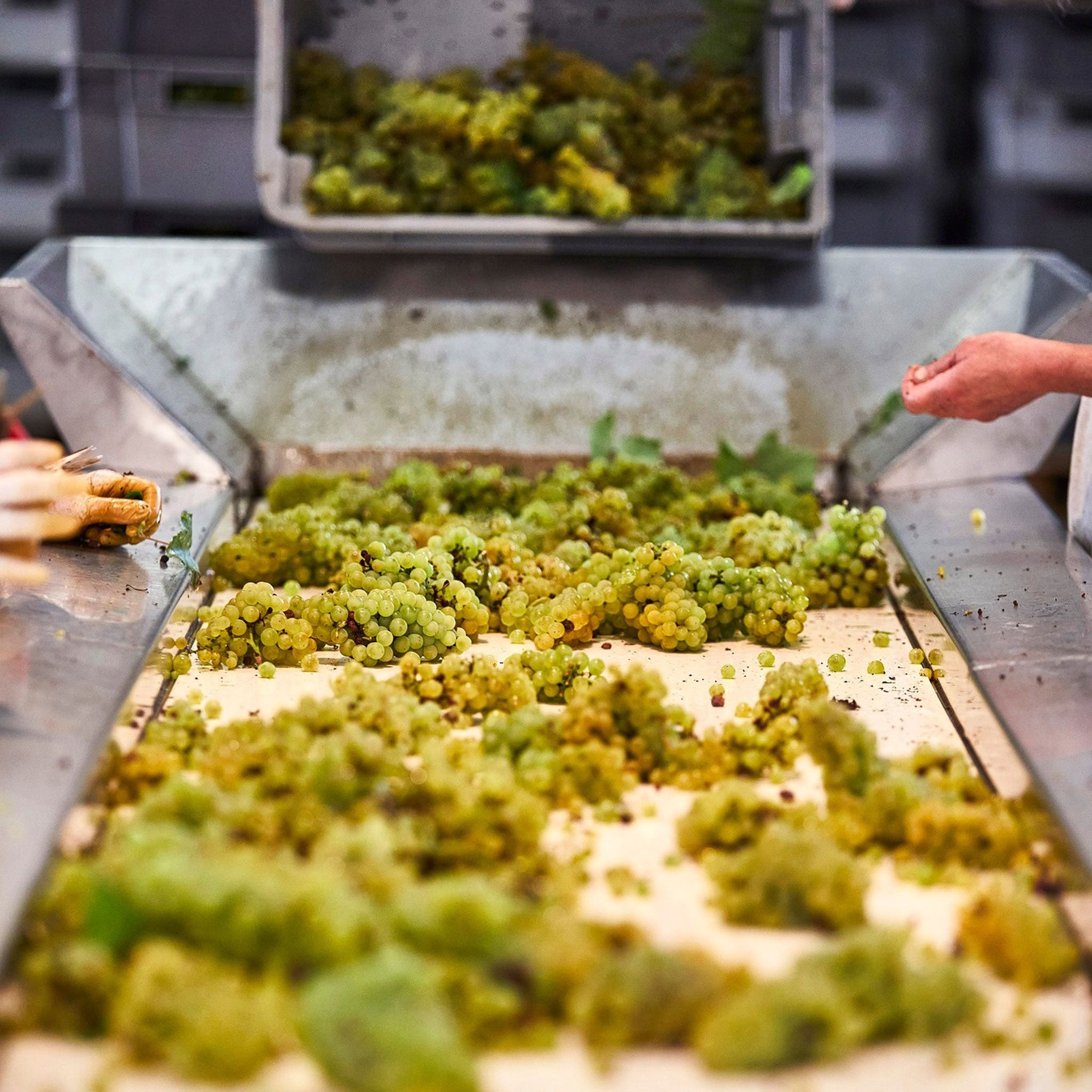Domaine William Fevre Chablis Grand Cru Les Preuses 2022