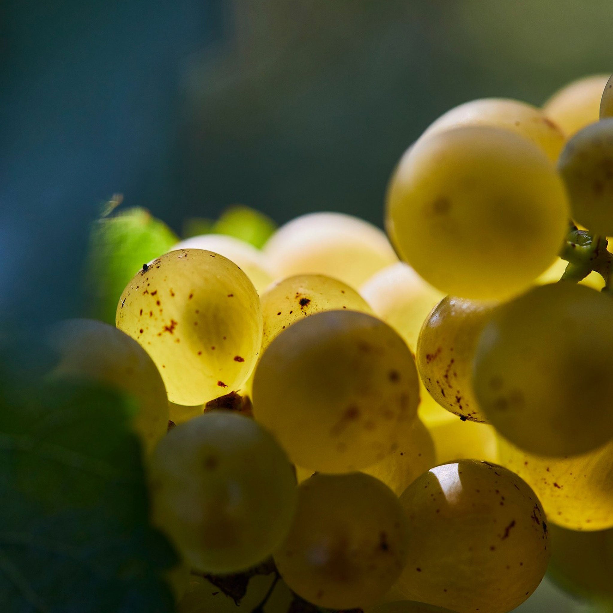 Domaine William Fevre Chablis Grand Cru Les Preuses 2022