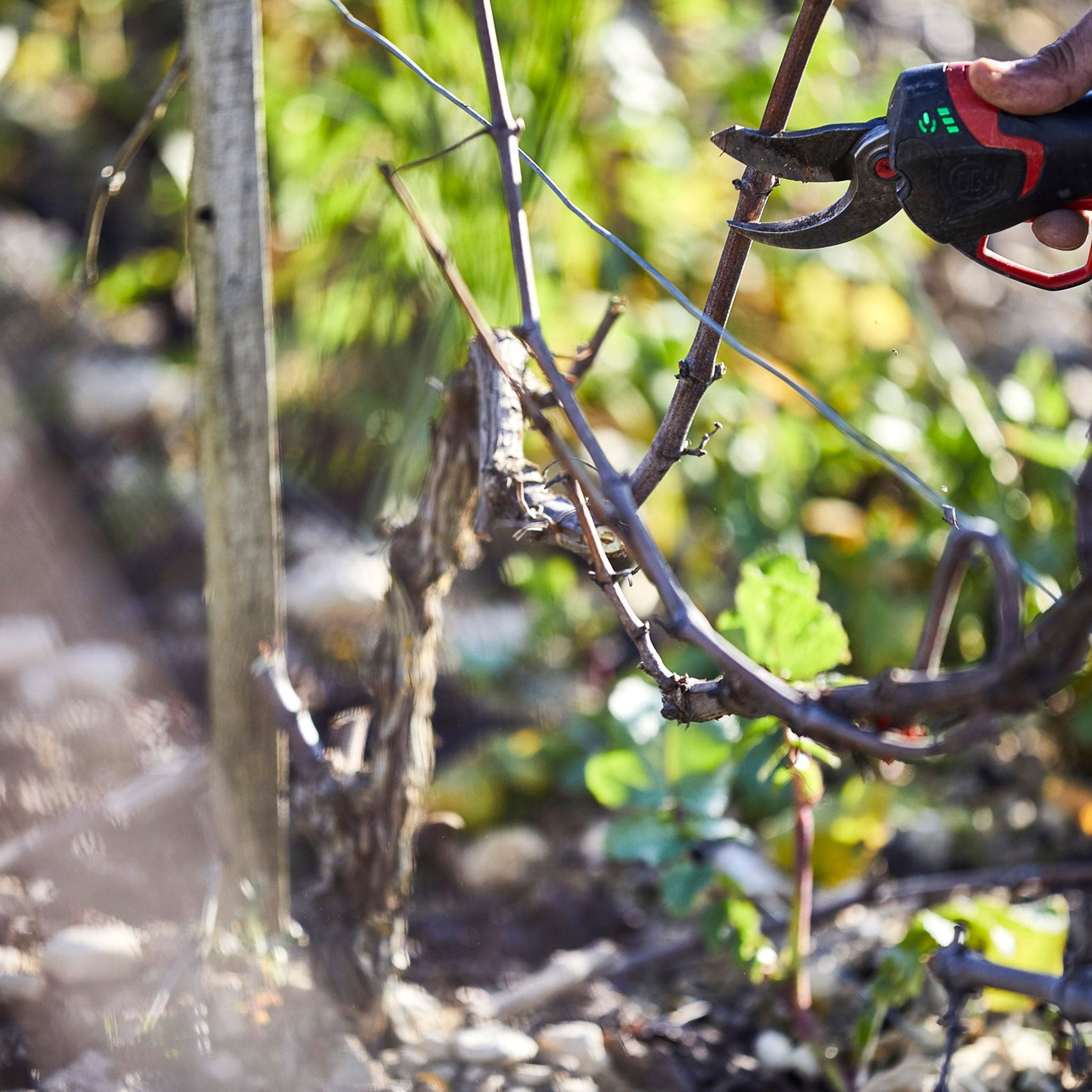 Domaine William Fevre Chablis Grand Cru Les Preuses 2022